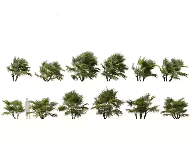 Chuniophoenix hainanensis - Hainan fan palm 04