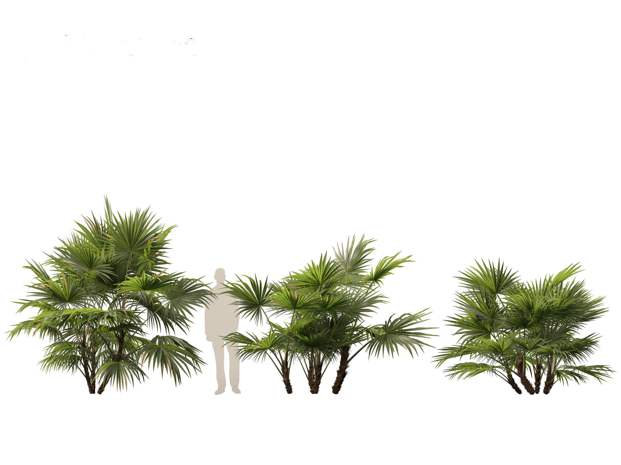 Chuniophoenix hainanensis - Hainan fan palm 04 3D model_6