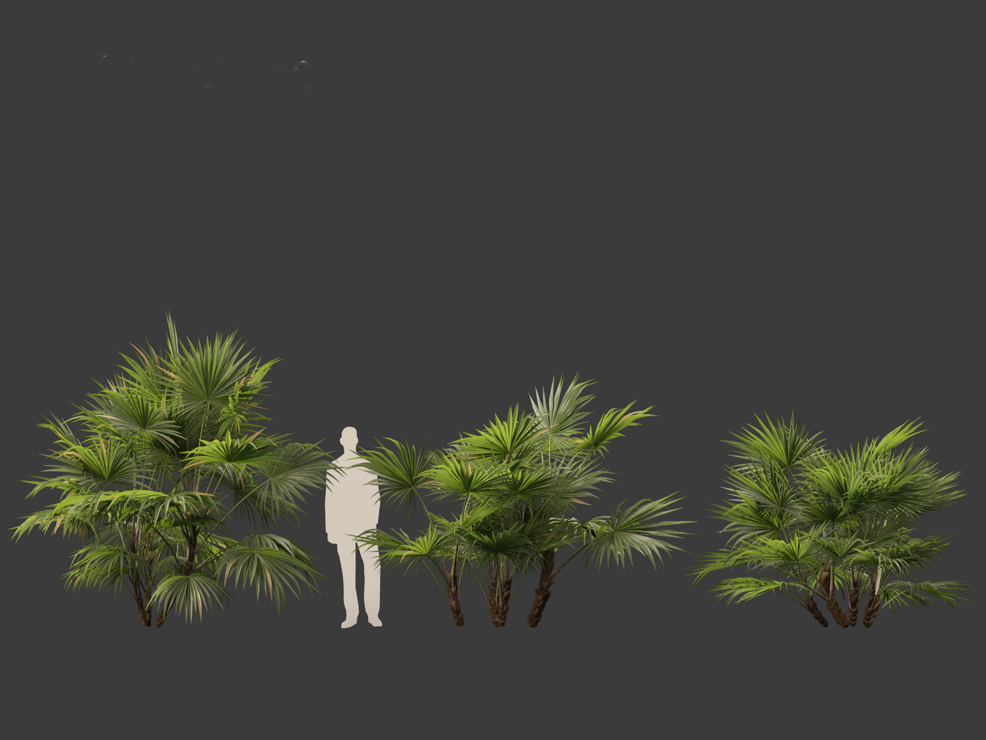 Chuniophoenix hainanensis - Hainan fan palm 04 3D model_7