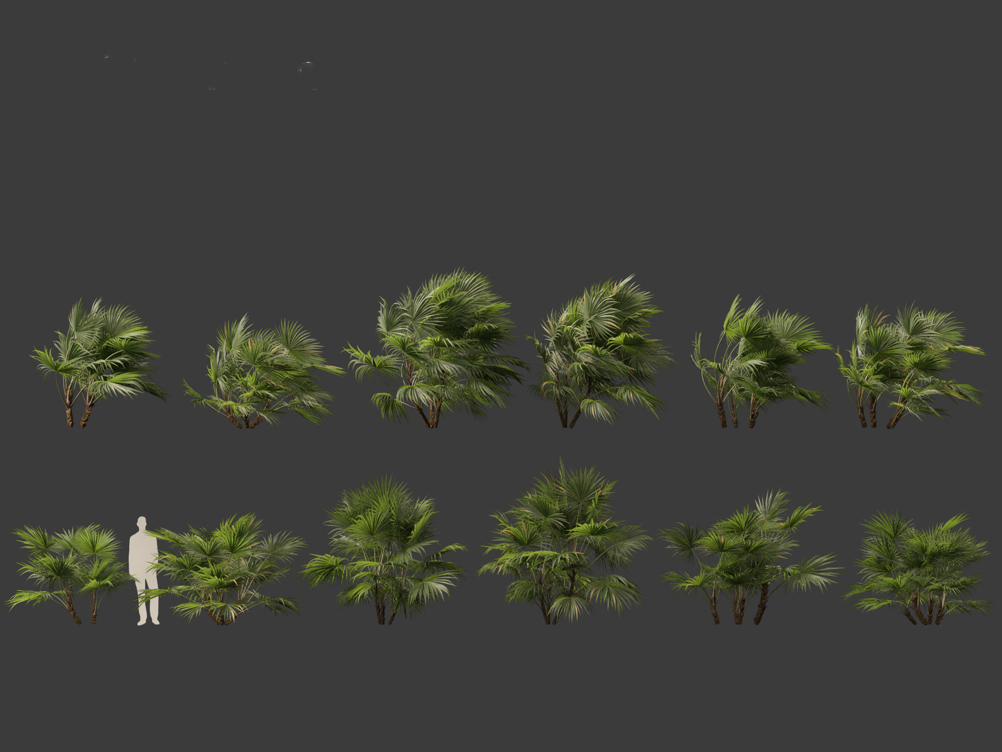 Chuniophoenix hainanensis - Hainan fan palm 04 3D model_3