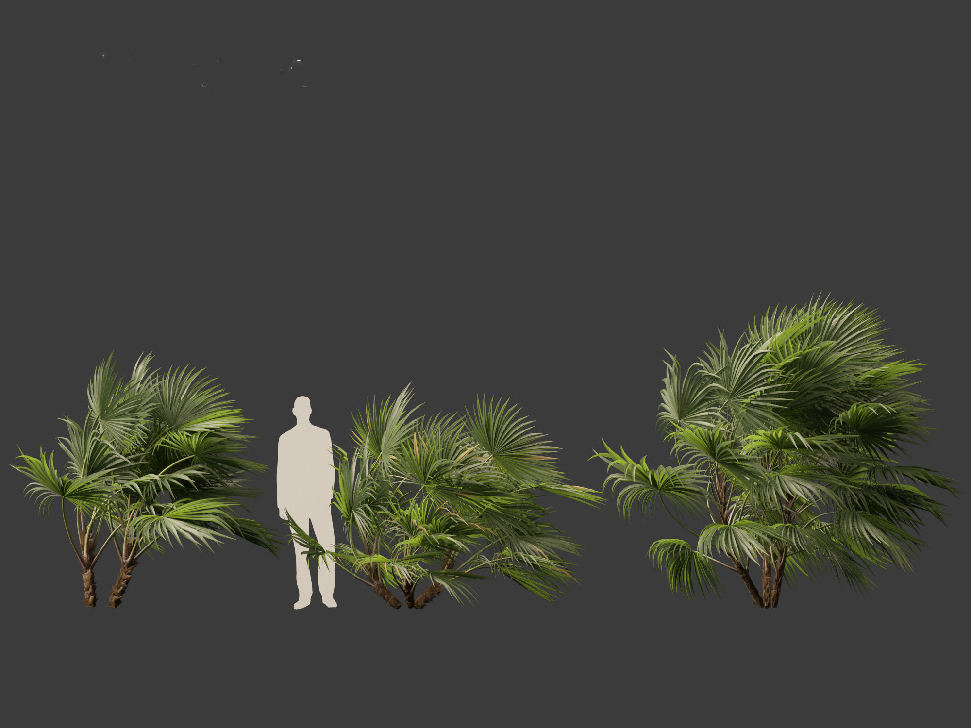 Chuniophoenix hainanensis - Hainan fan palm 04 3D model_9