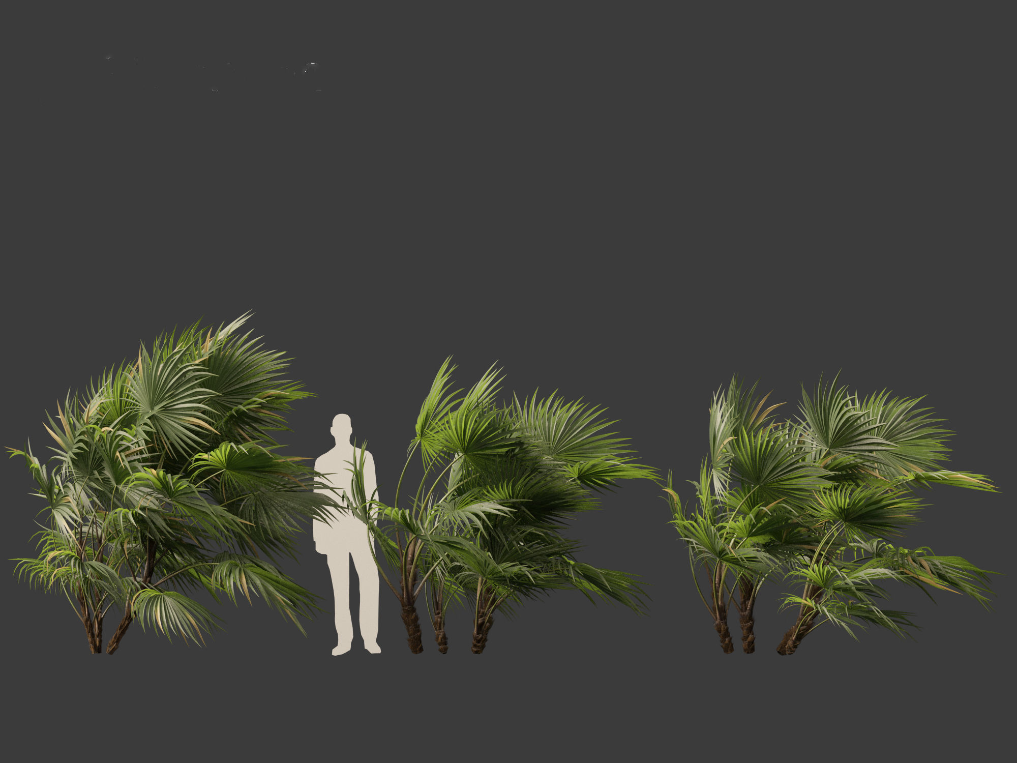 Chuniophoenix hainanensis - Hainan fan palm 04 3D model_1
