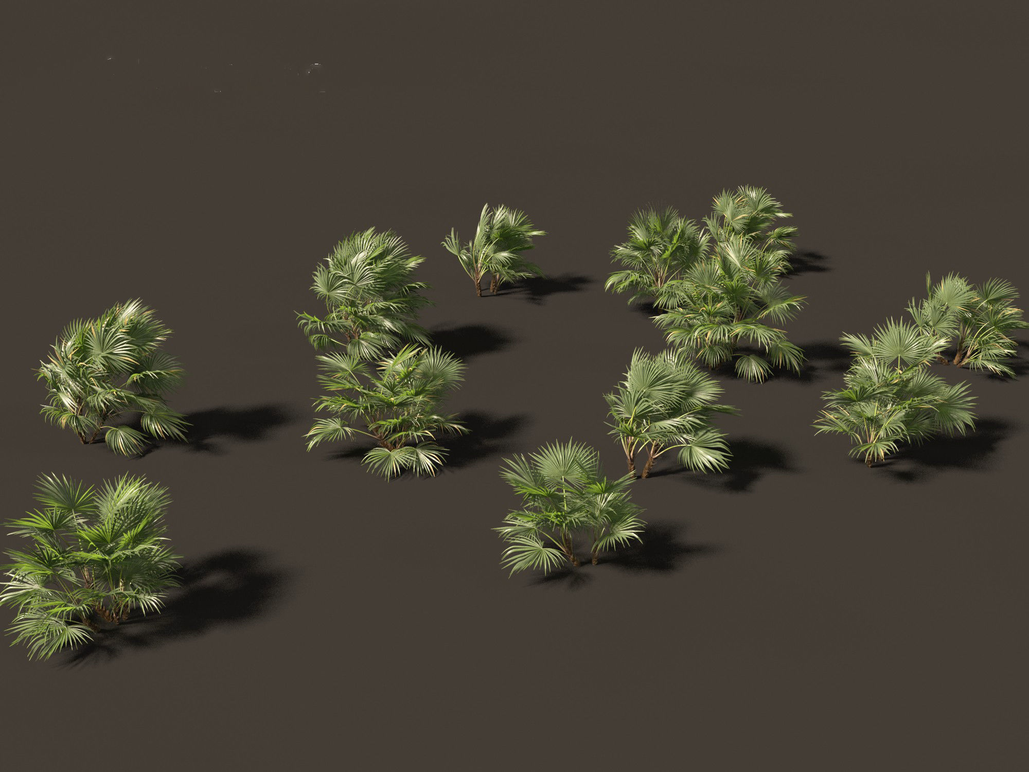 Chuniophoenix hainanensis - Hainan fan palm 04 3D model_2