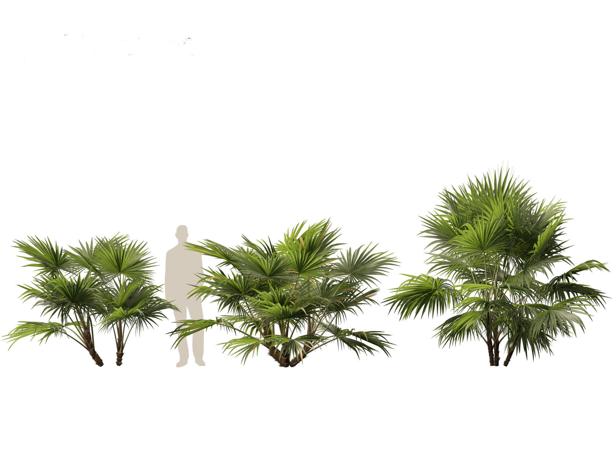 Chuniophoenix hainanensis - Hainan fan palm 04 3D model_4