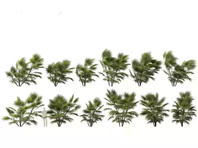 Chuniophoenix hainanensis - Hainan fan palm 05