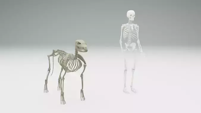 Human and Dog skeleton