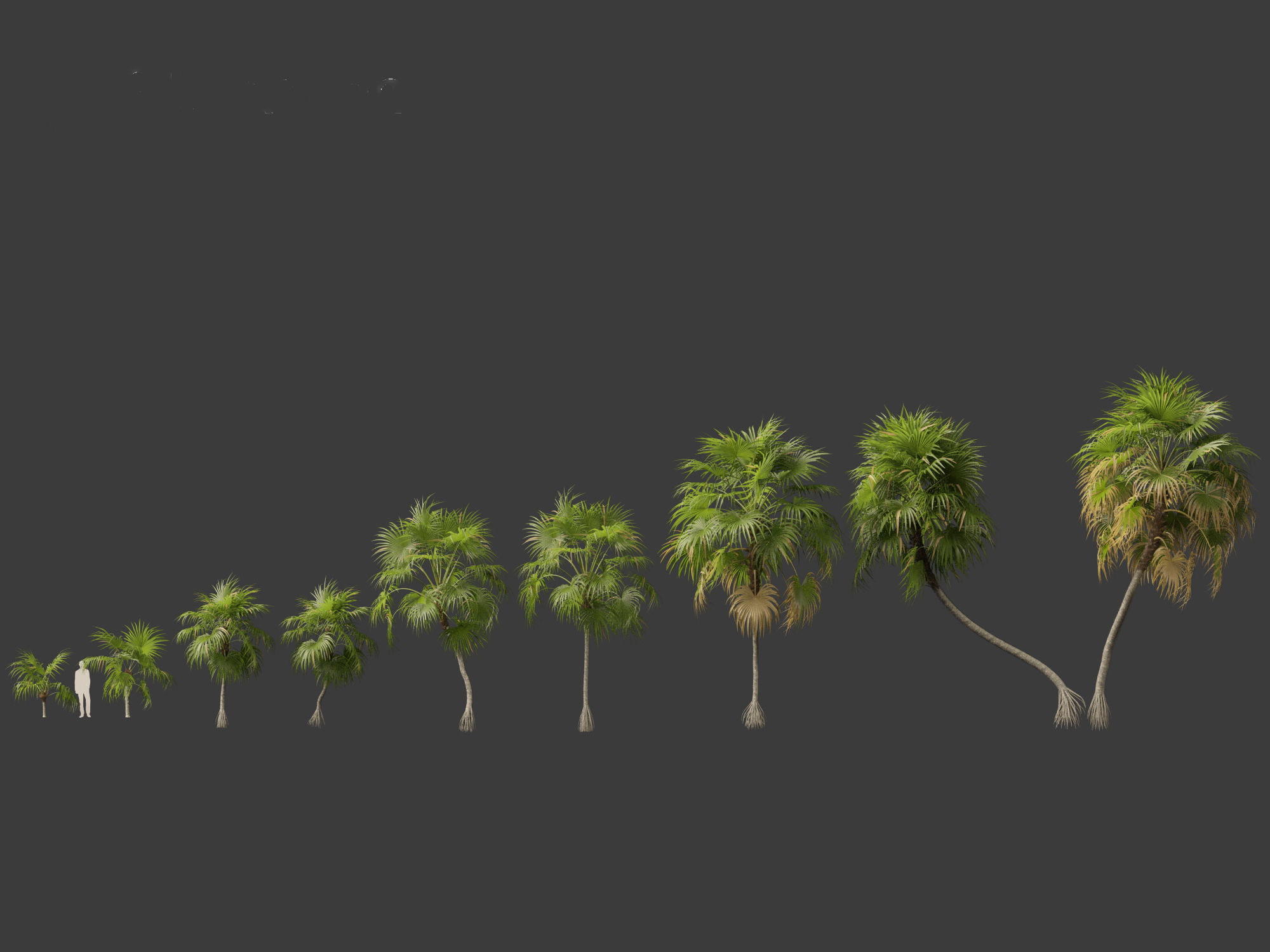 Cryosophila warscewiczii - Palma de Escoba 01 3D model_3