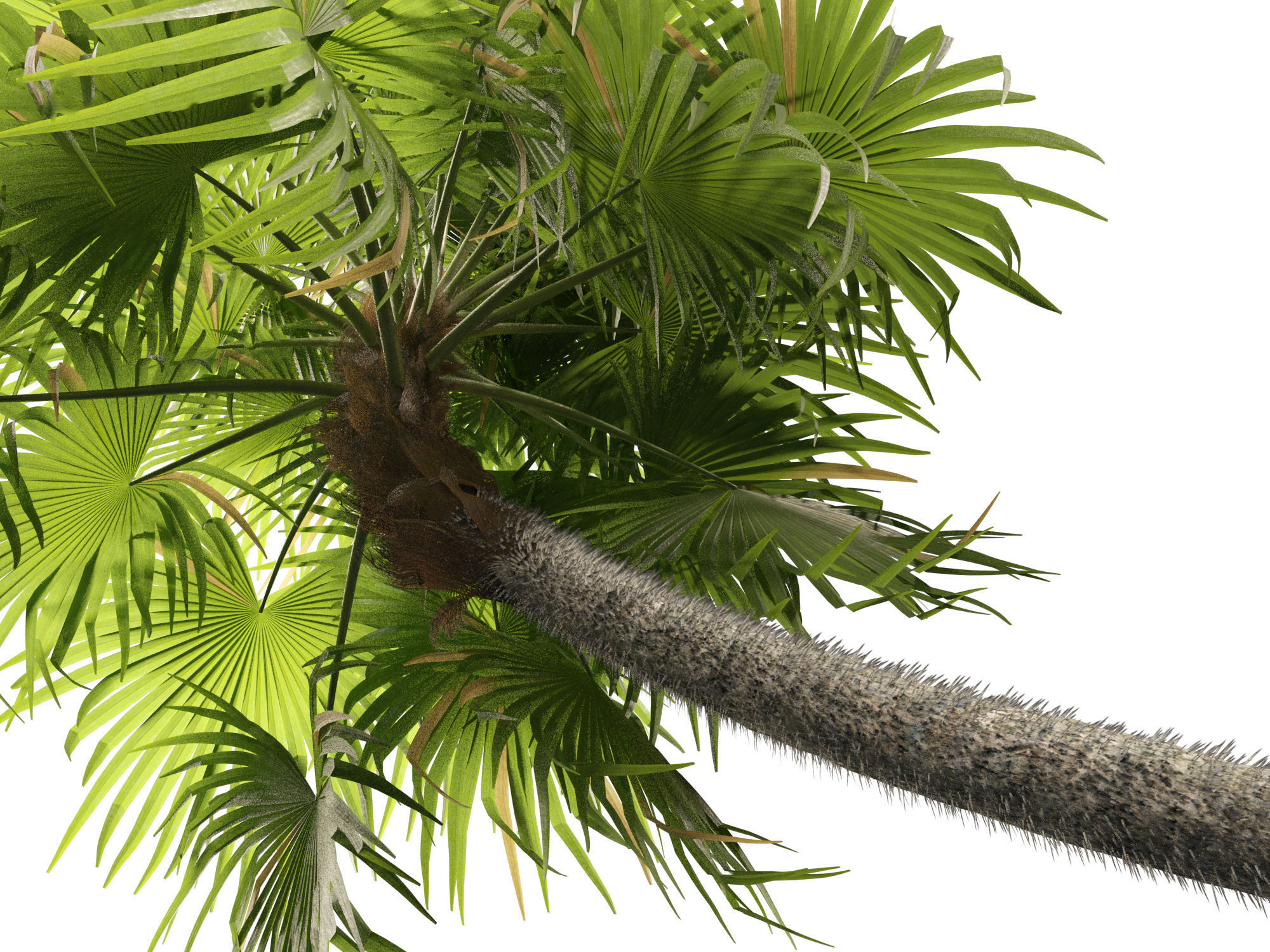 Cryosophila warscewiczii - Palma de Escoba 01 3D model_10