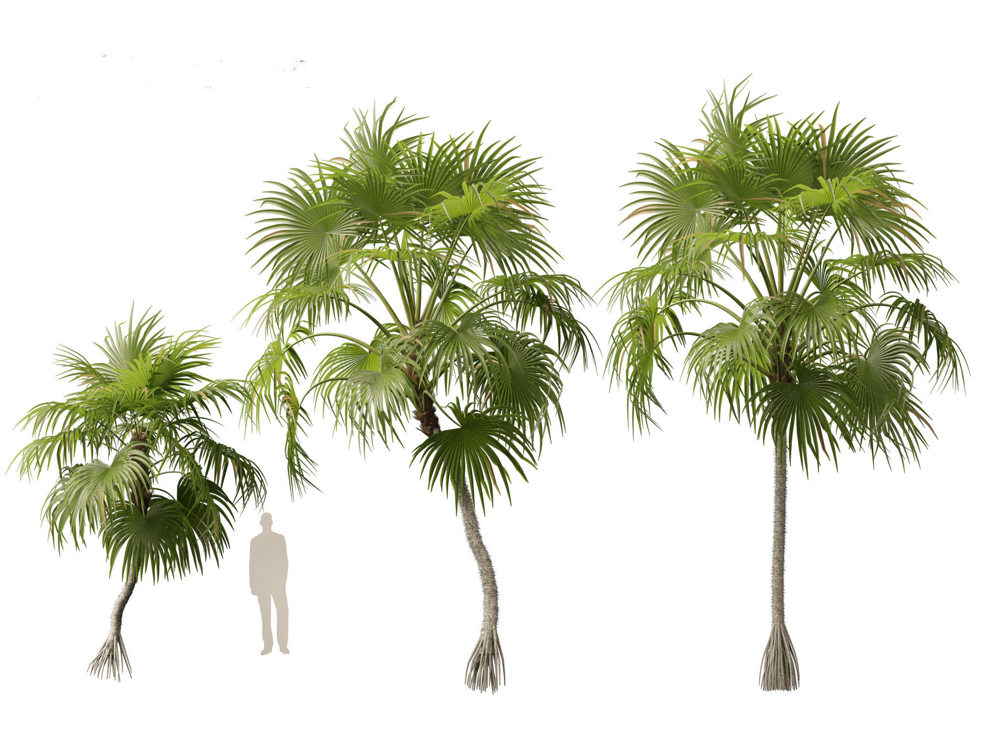 Cryosophila warscewiczii - Palma de Escoba 01 3D model_6