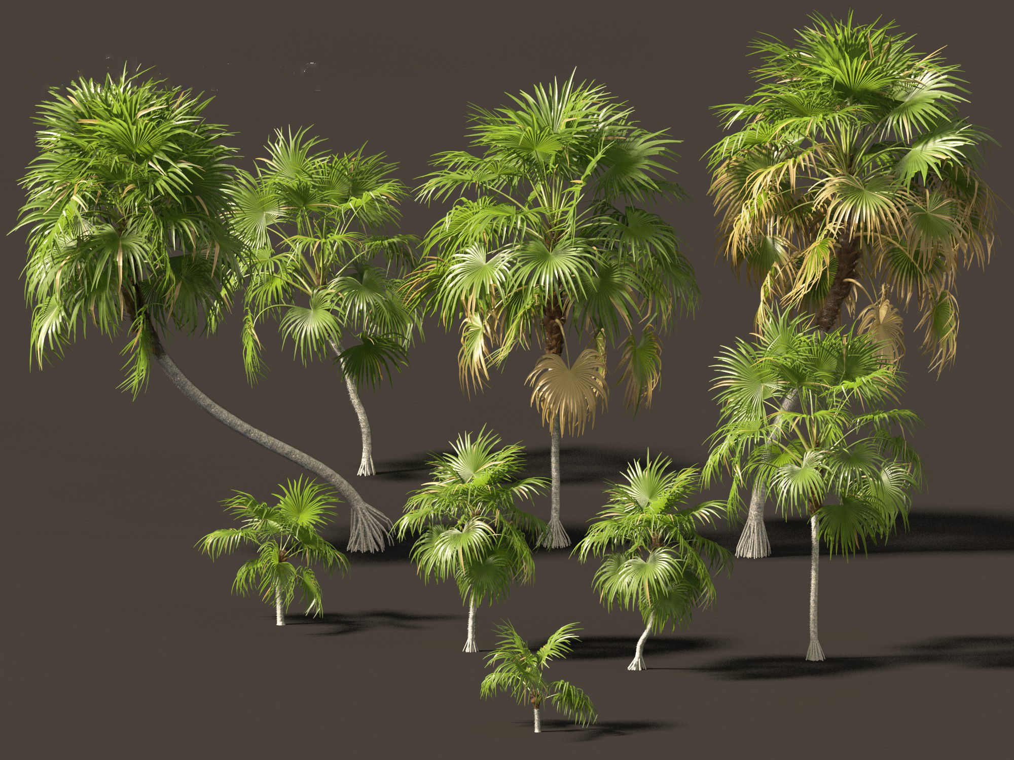 Cryosophila warscewiczii - Palma de Escoba 01 3D model_2