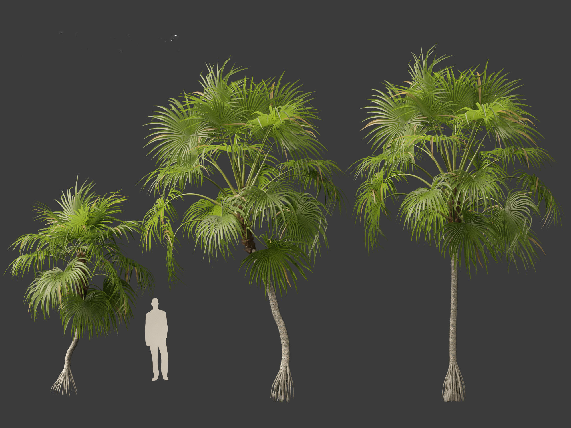 Cryosophila warscewiczii - Palma de Escoba 01 3D model_7