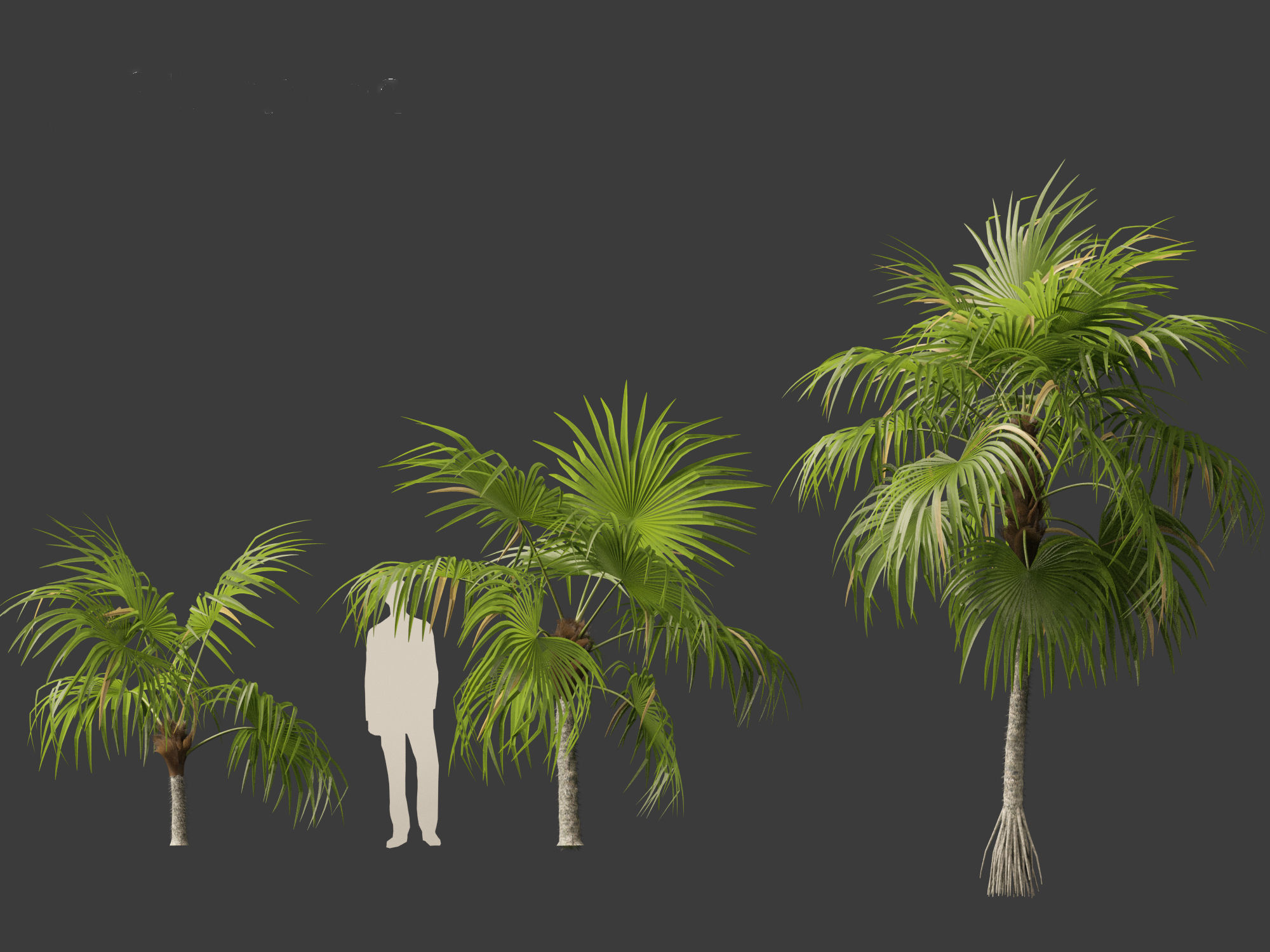 Cryosophila warscewiczii - Palma de Escoba 01 3D model_5