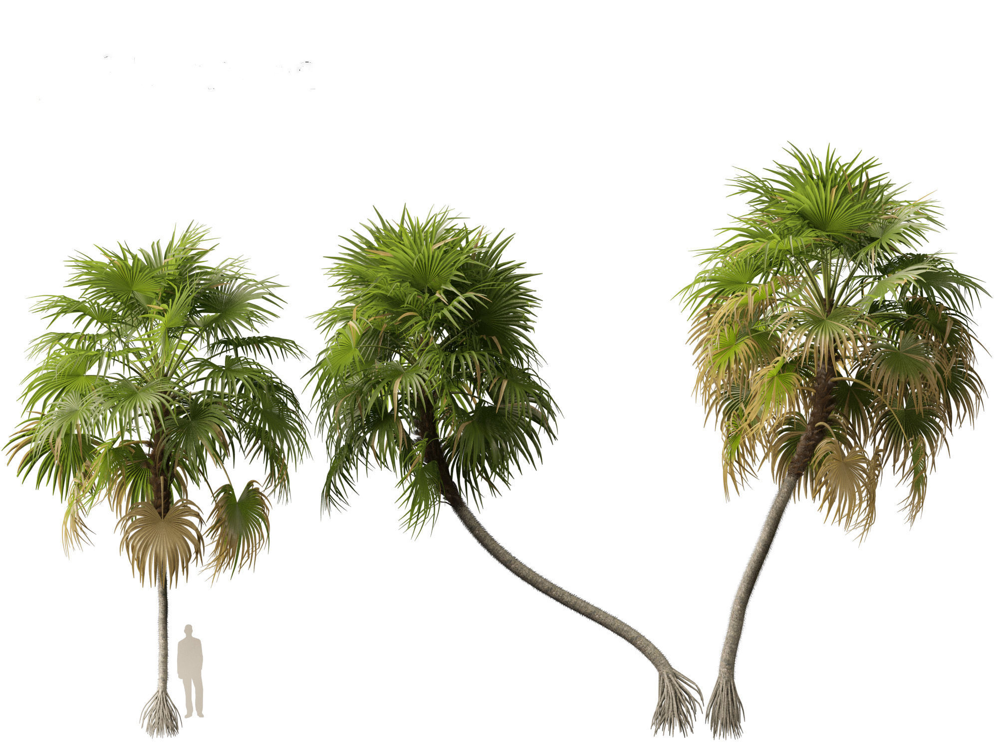 Cryosophila warscewiczii - Palma de Escoba 01 3D model_8