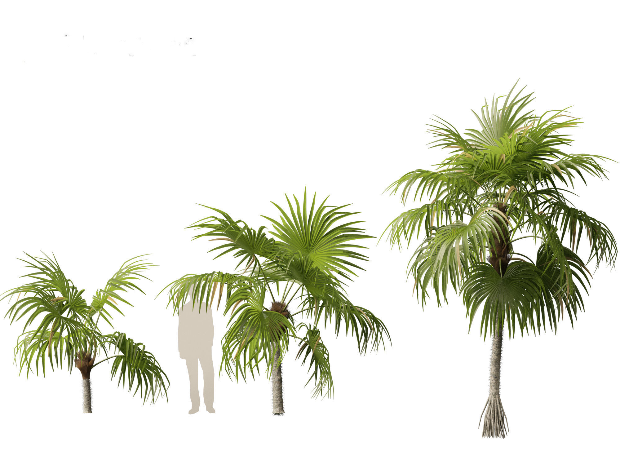 Cryosophila warscewiczii - Palma de Escoba 01 3D model_4