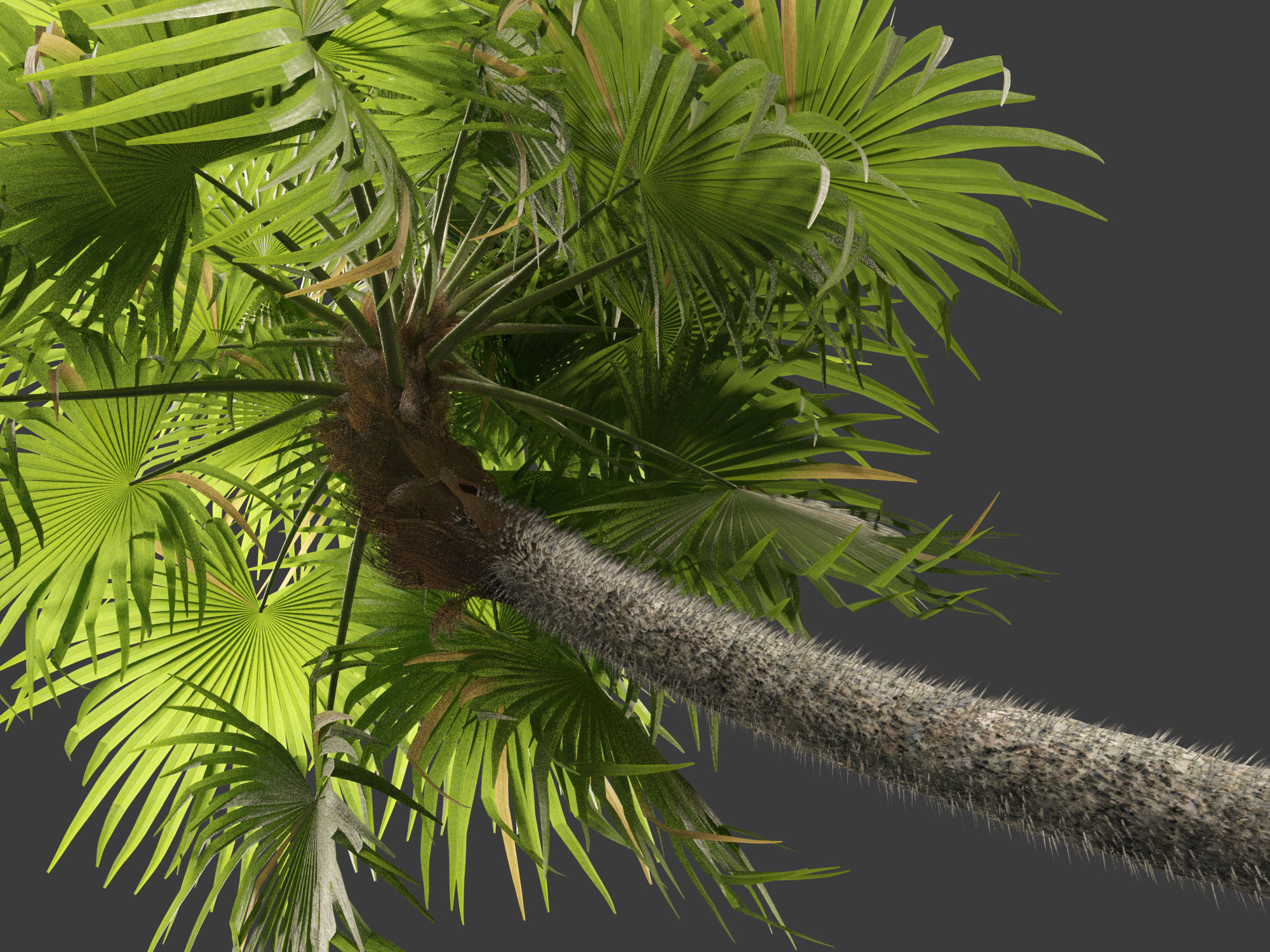 Cryosophila warscewiczii - Palma de Escoba 01 3D model_1