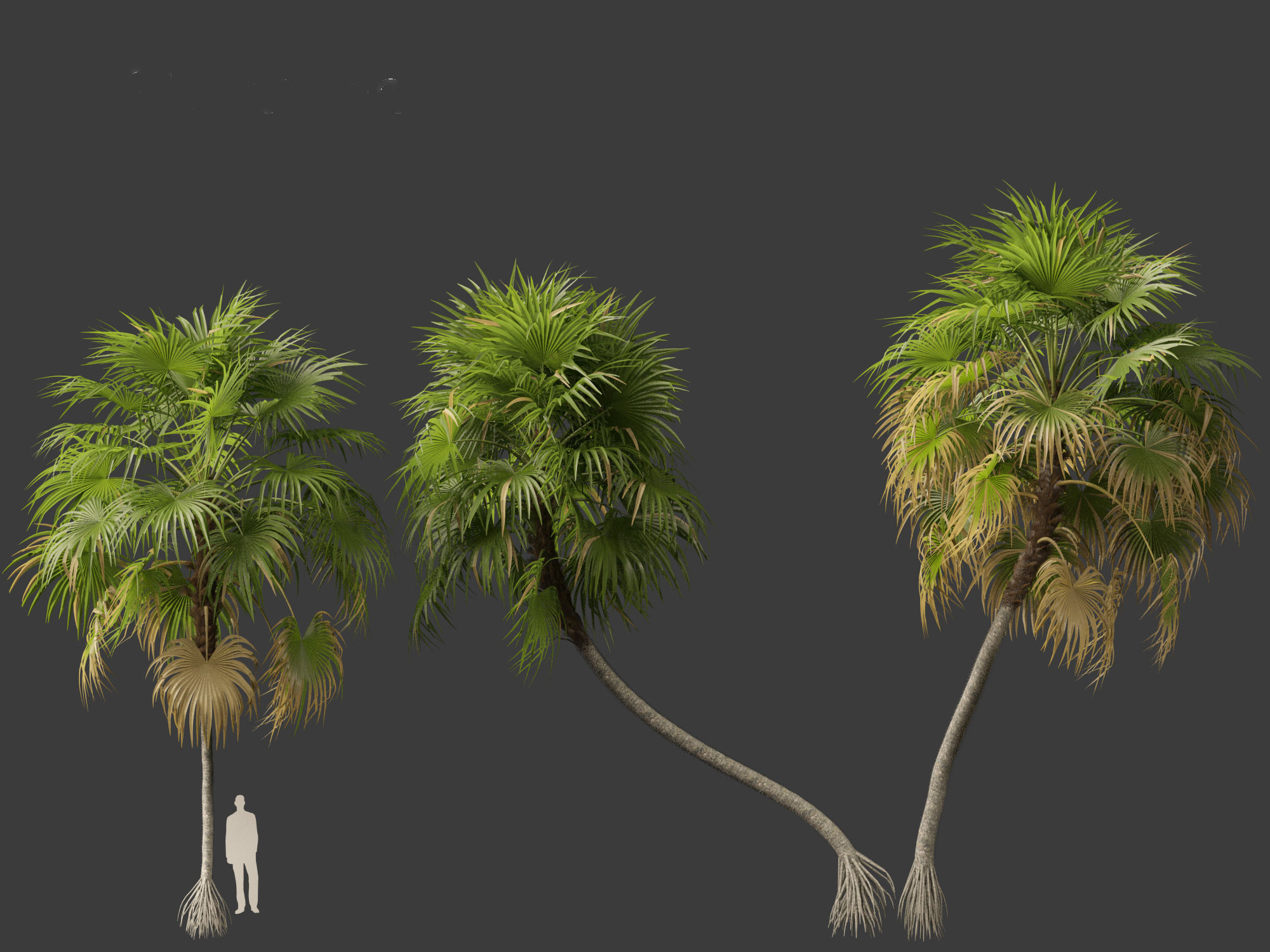 Cryosophila warscewiczii - Palma de Escoba 01 3D model_9