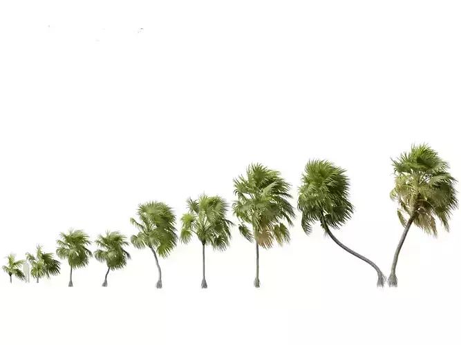 Cryosophila warscewiczii - Palma de Escoba 02