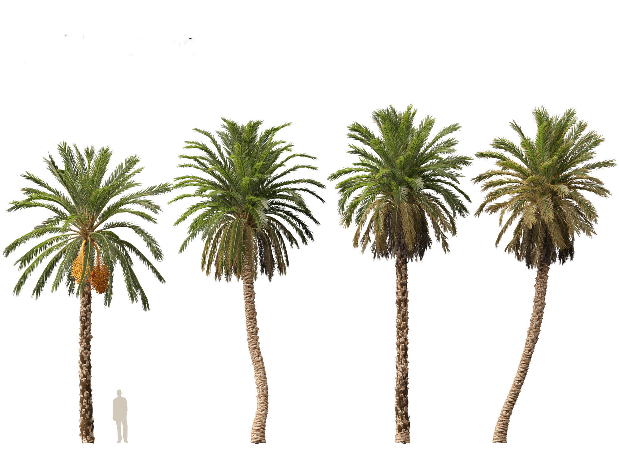 Highpoly Low Poly - Phoenix dactylifera - Date palm 01 Low-poly 3D model_10