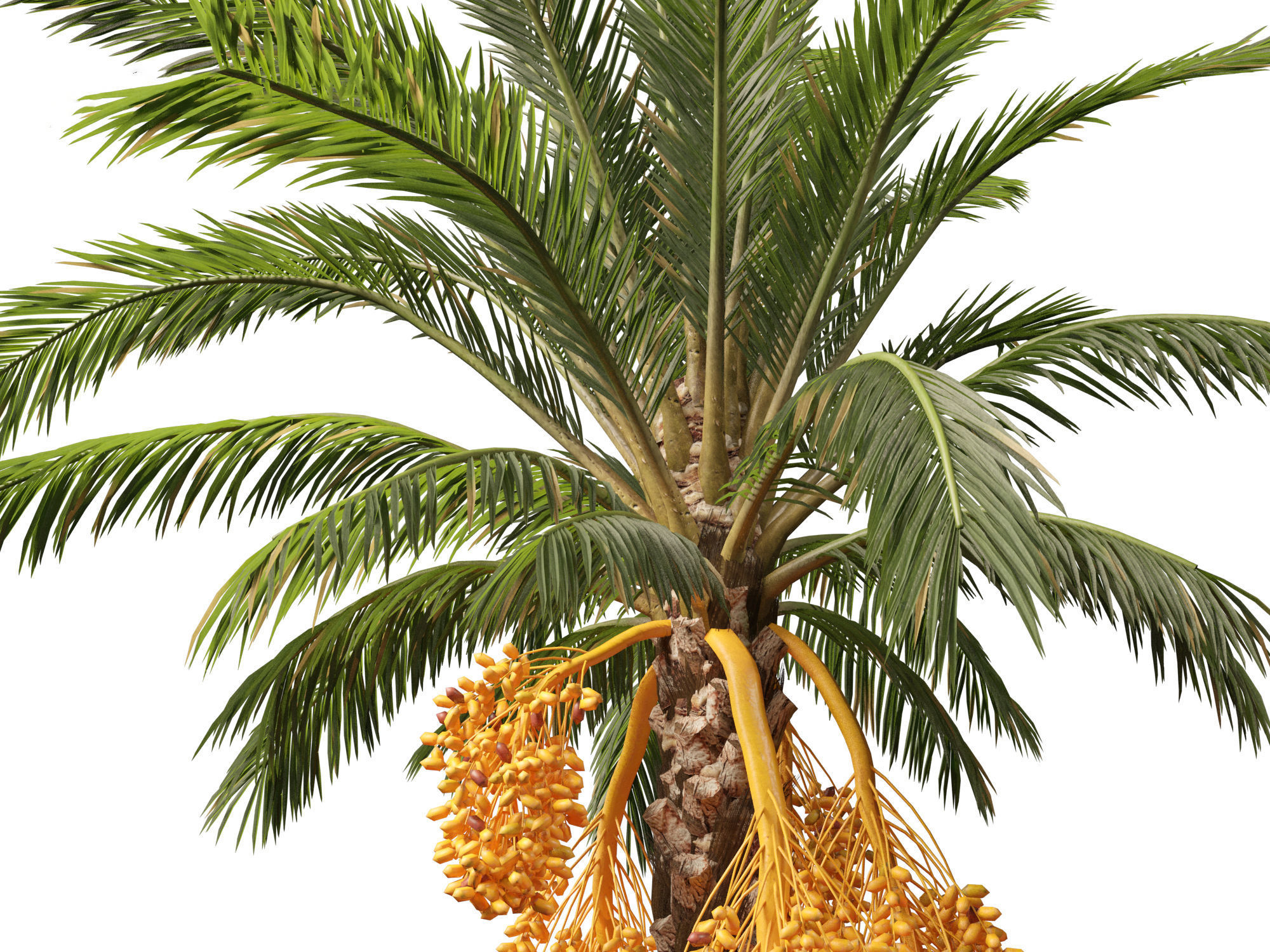Highpoly Low Poly - Phoenix dactylifera - Date palm 01 Low-poly 3D model_2