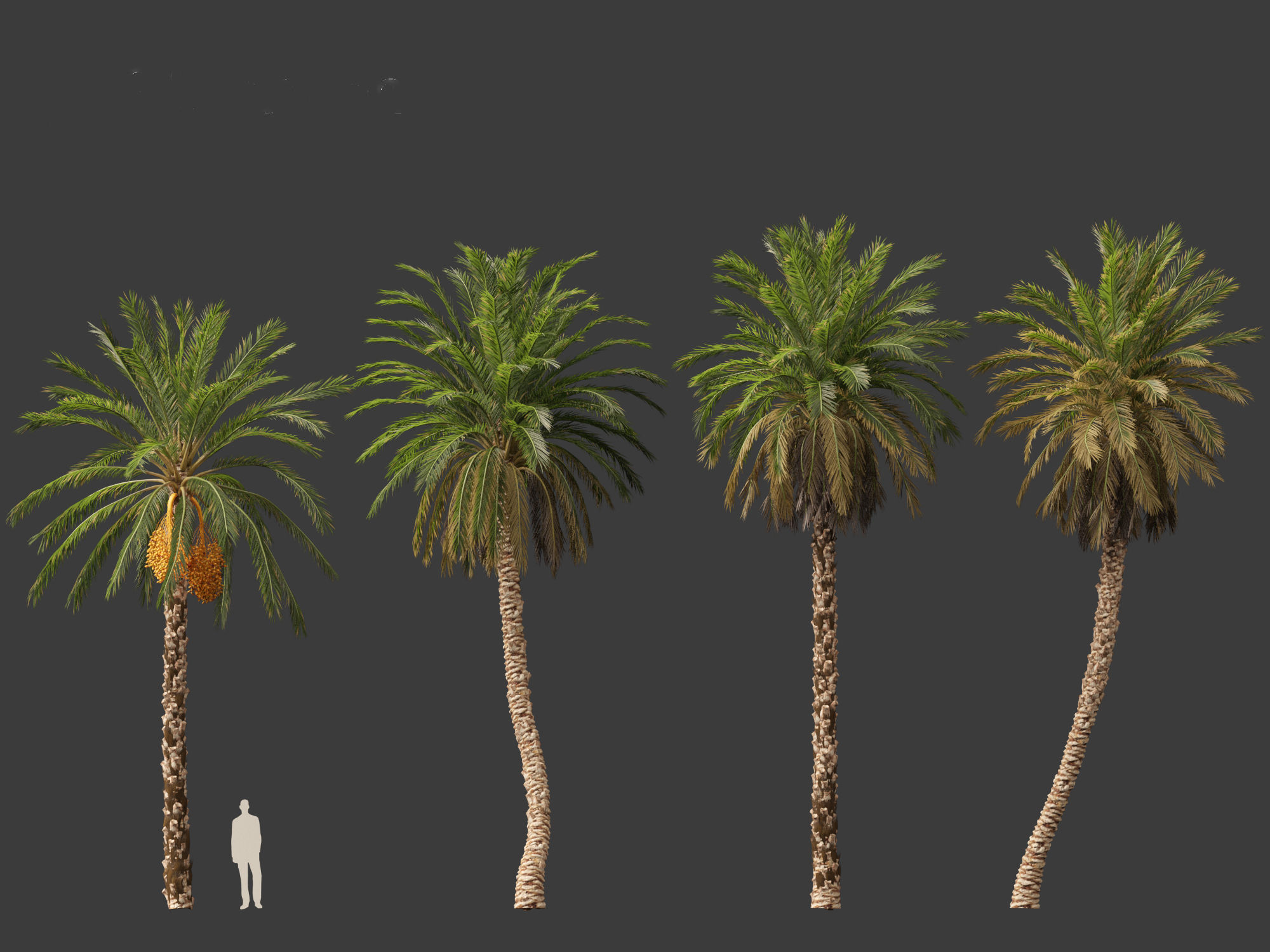 Highpoly Low Poly - Phoenix dactylifera - Date palm 01 Low-poly 3D model_11