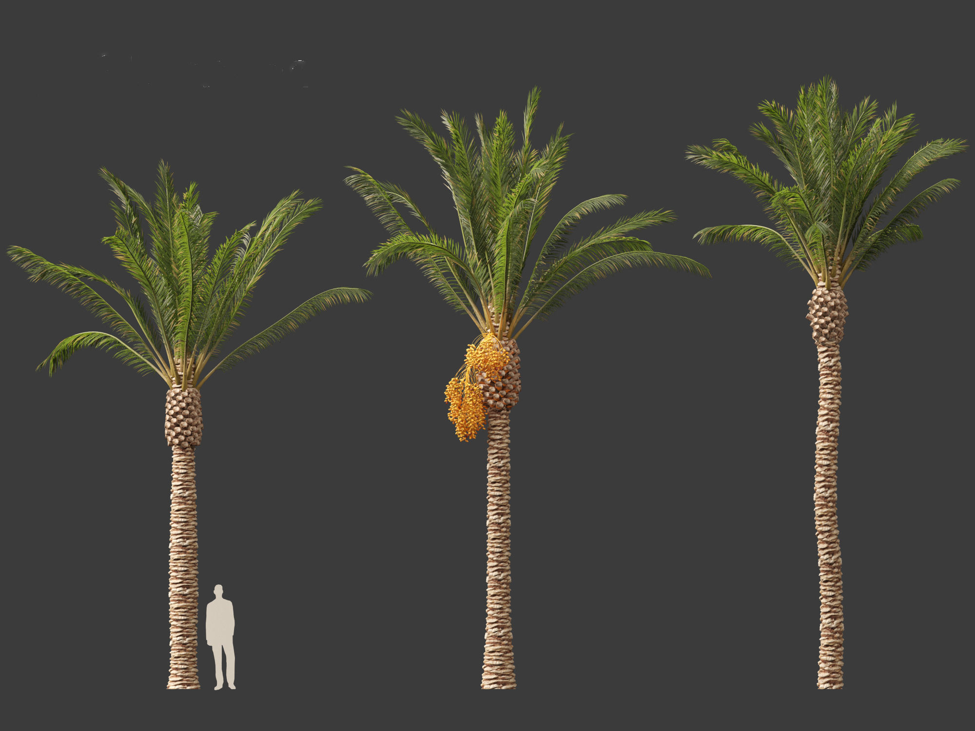 Highpoly Low Poly - Phoenix dactylifera - Date palm 01 Low-poly 3D model_9