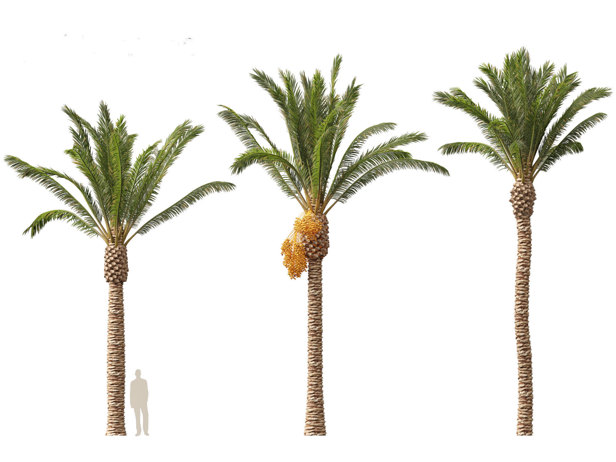 Highpoly Low Poly - Phoenix dactylifera - Date palm 01 Low-poly 3D model_8