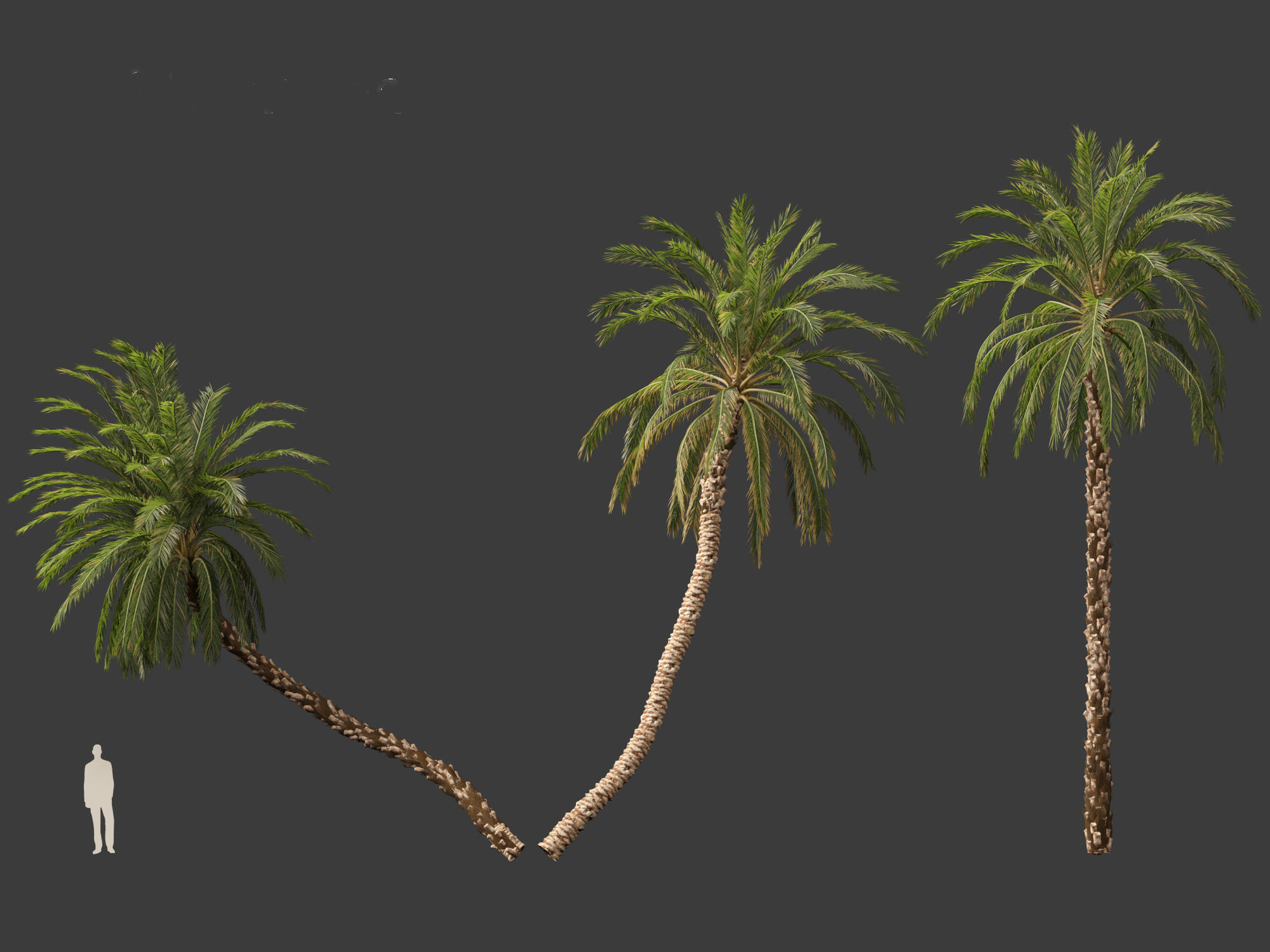 Highpoly Low Poly - Phoenix dactylifera - Date palm 01 Low-poly 3D model_1