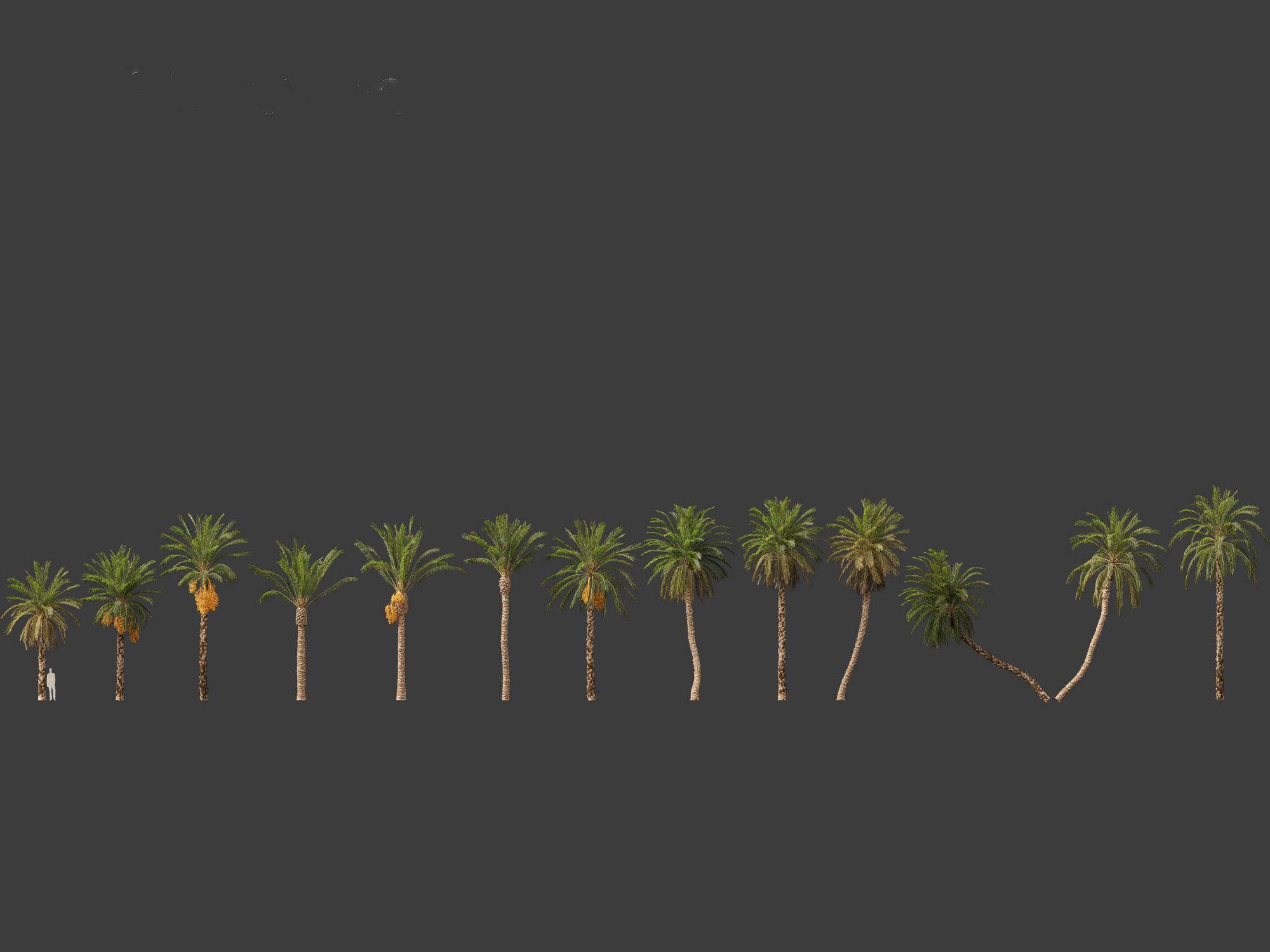 Highpoly Low Poly - Phoenix dactylifera - Date palm 01 Low-poly 3D model_5