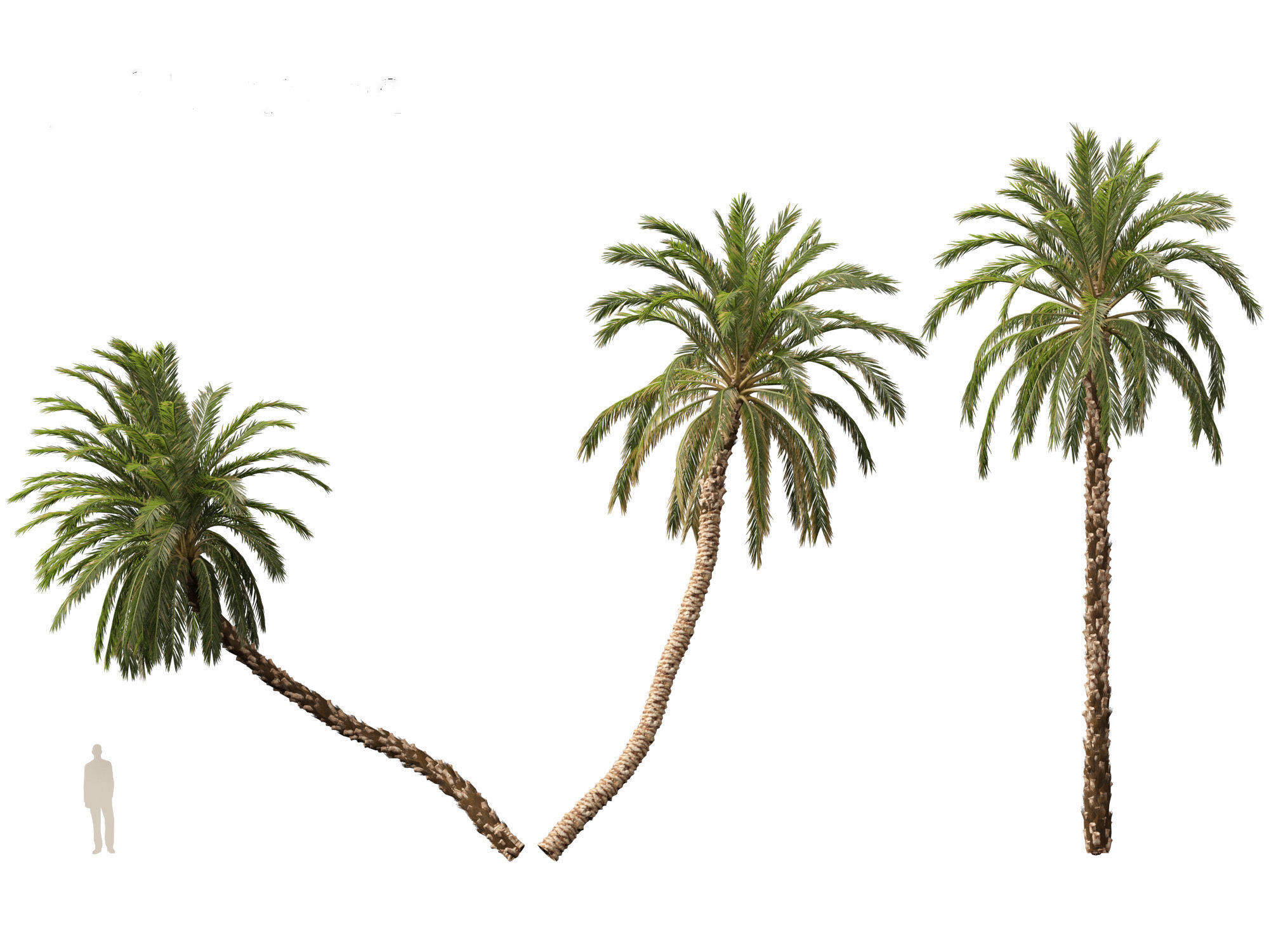 Highpoly Low Poly - Phoenix dactylifera - Date palm 01 Low-poly 3D model_12