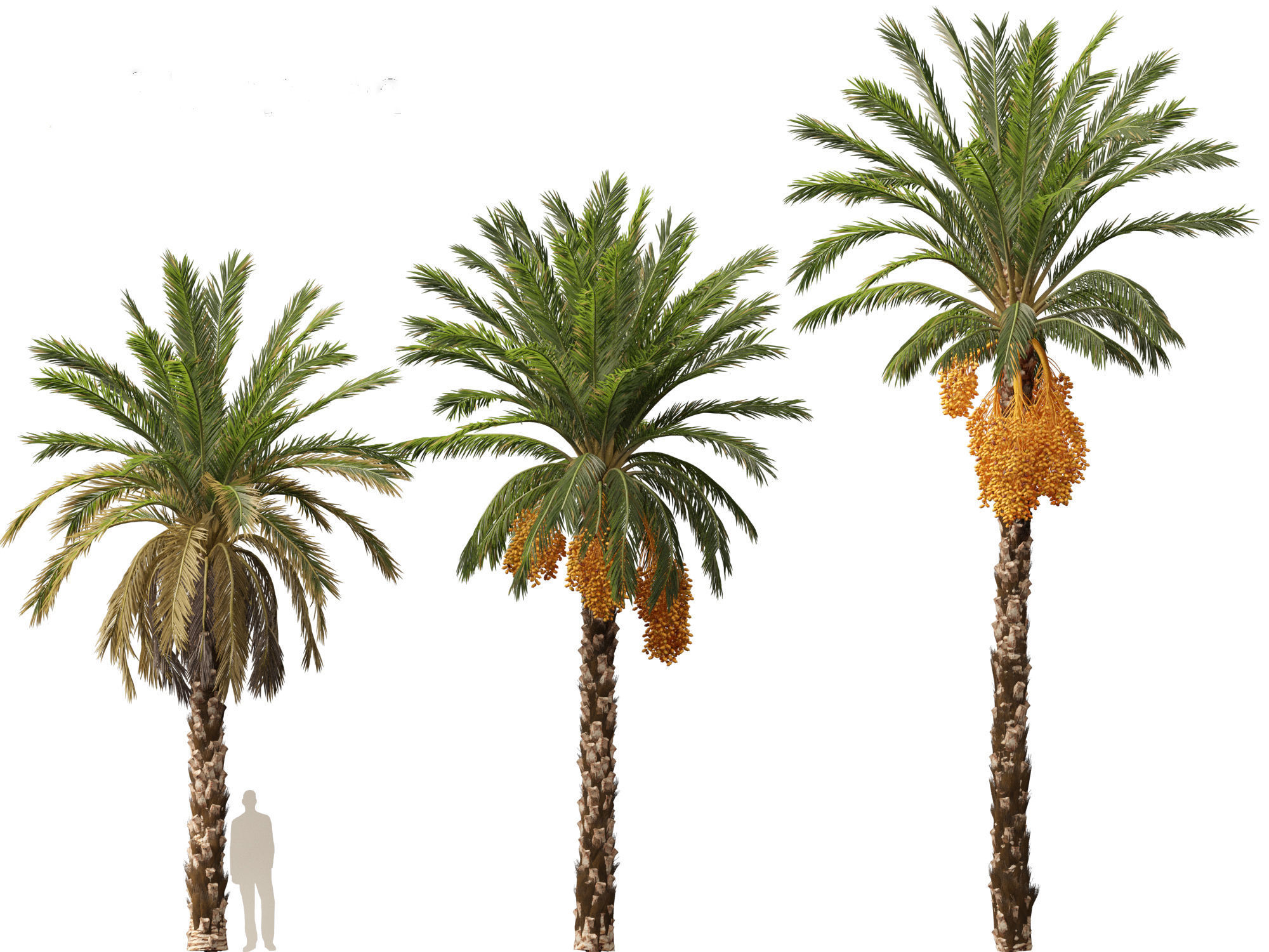 Highpoly Low Poly - Phoenix dactylifera - Date palm 01 Low-poly 3D model_6