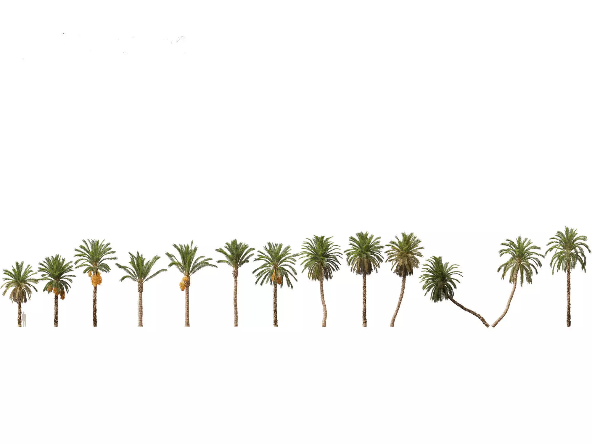 Highpoly Low Poly - Phoenix dactylifera - Date palm 01 Low-poly 3D model_0