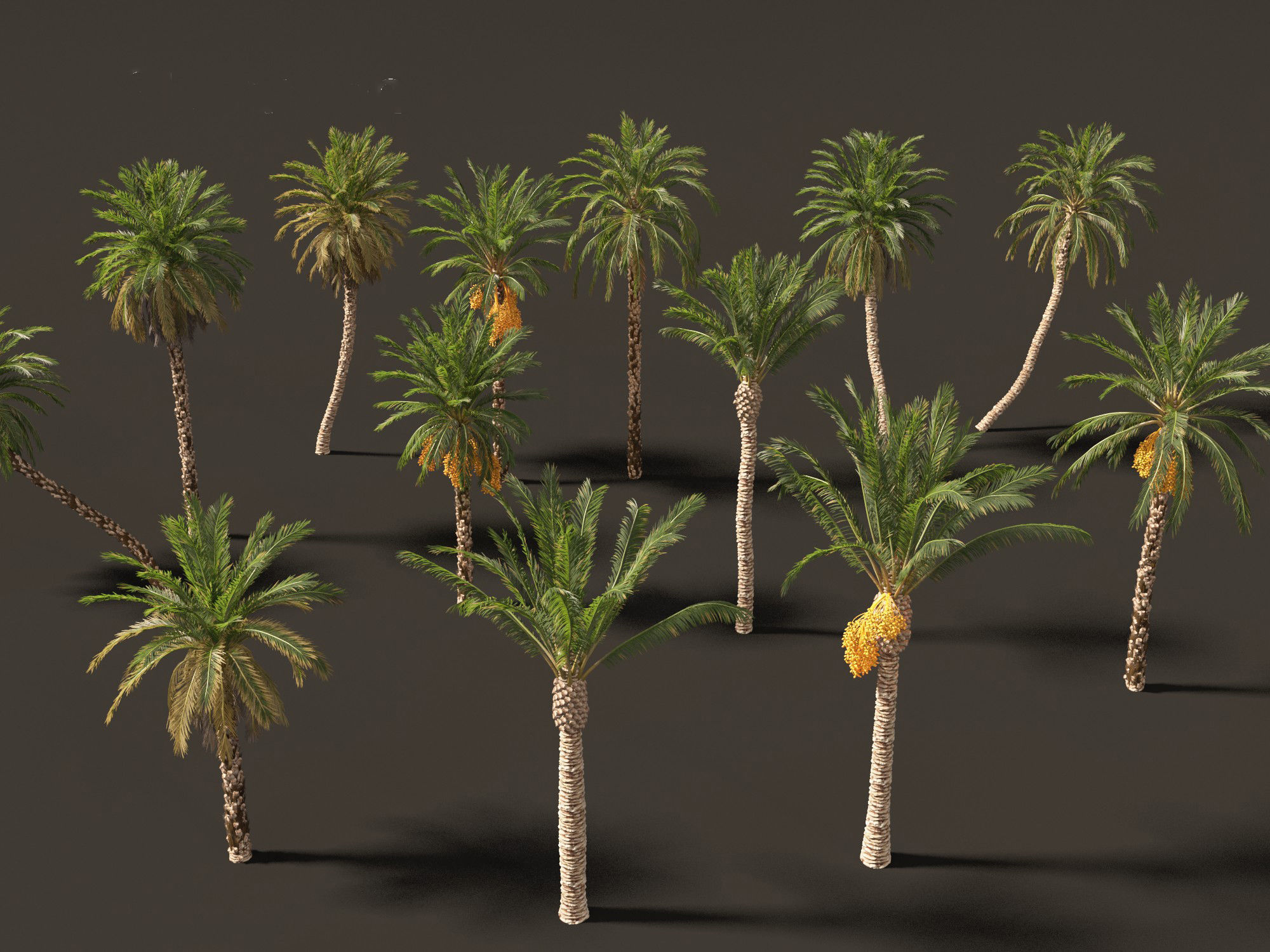 Highpoly Low Poly - Phoenix dactylifera - Date palm 01 Low-poly 3D model_4