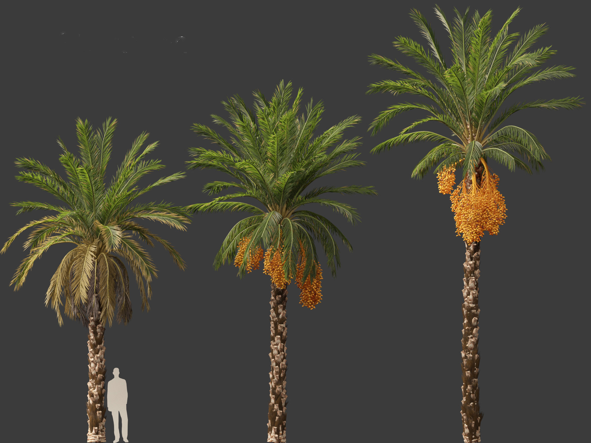 Highpoly Low Poly - Phoenix dactylifera - Date palm 01 Low-poly 3D model_7