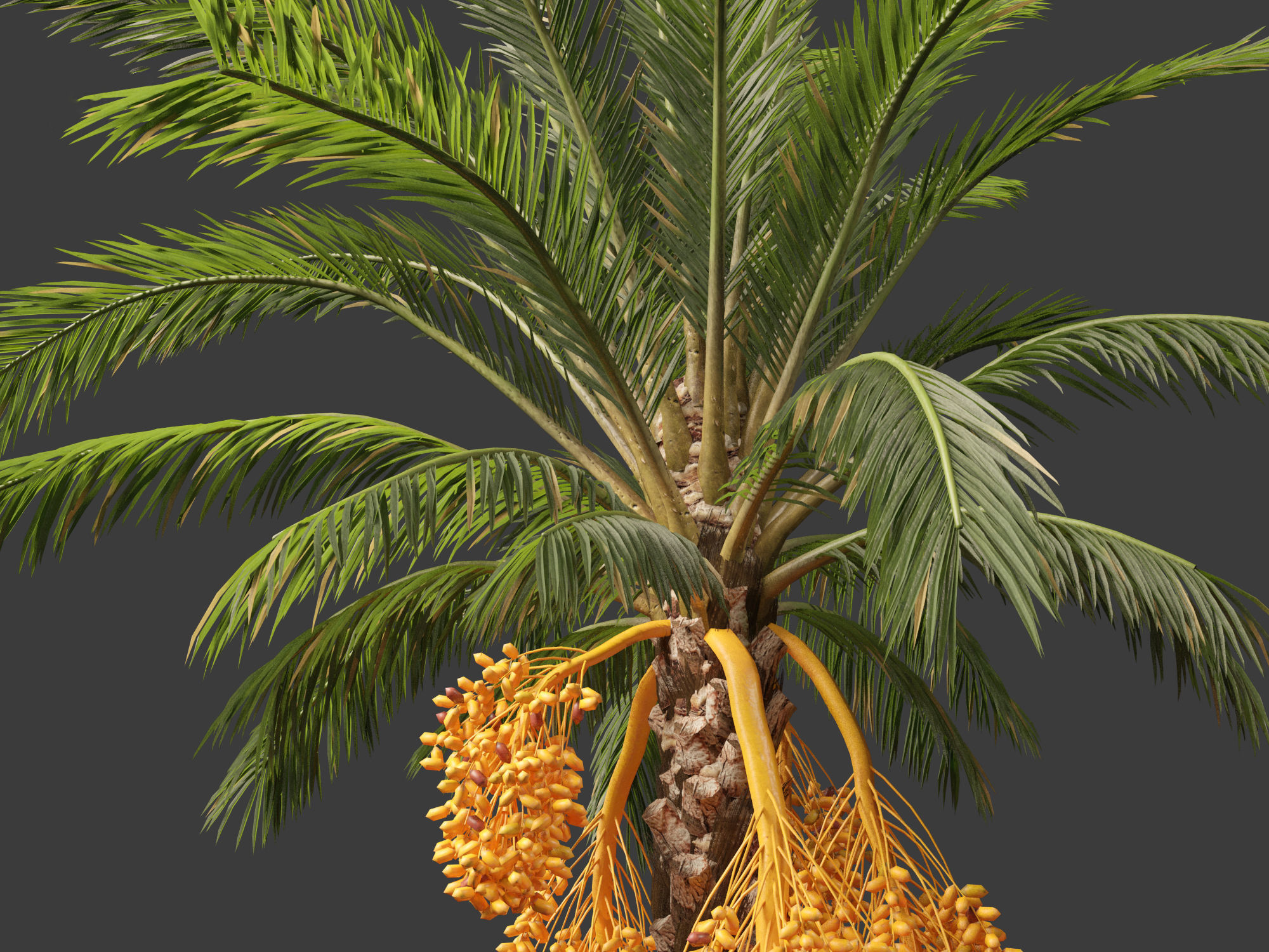 Highpoly Low Poly - Phoenix dactylifera - Date palm 01 Low-poly 3D model_3
