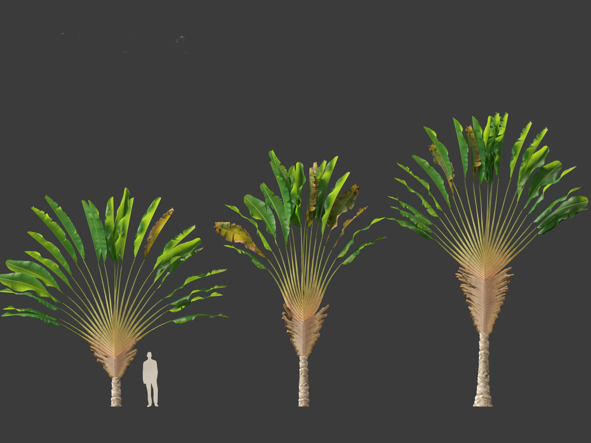 Ravenala madagascariensis - Travellers Palm 01 3D model_7
