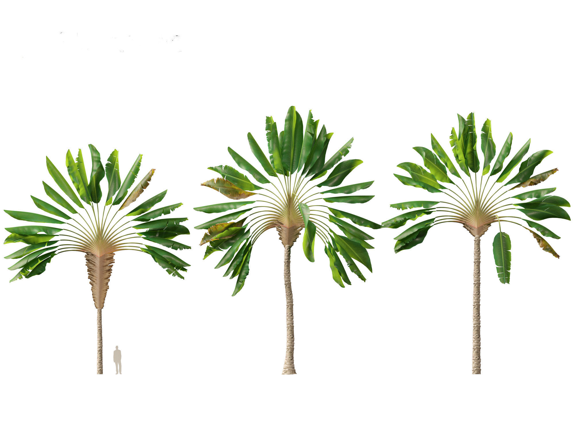 Ravenala madagascariensis - Travellers Palm 01 3D model_5