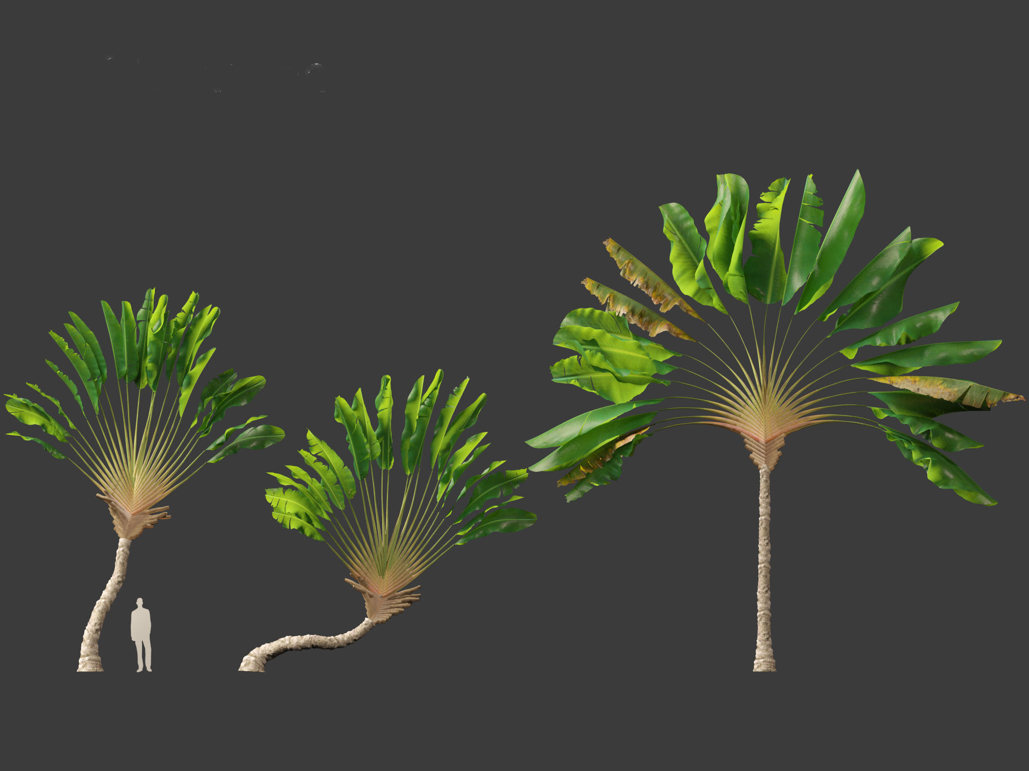 Ravenala madagascariensis - Travellers Palm 01 3D model_3
