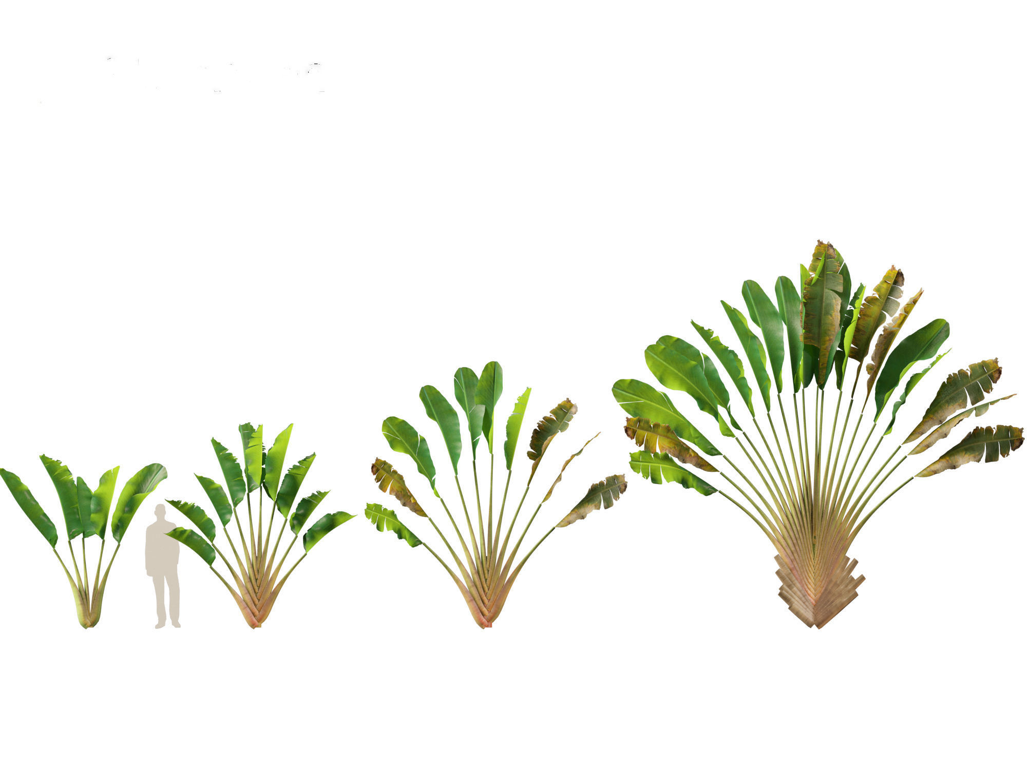 Ravenala madagascariensis - Travellers Palm 01 3D model_1