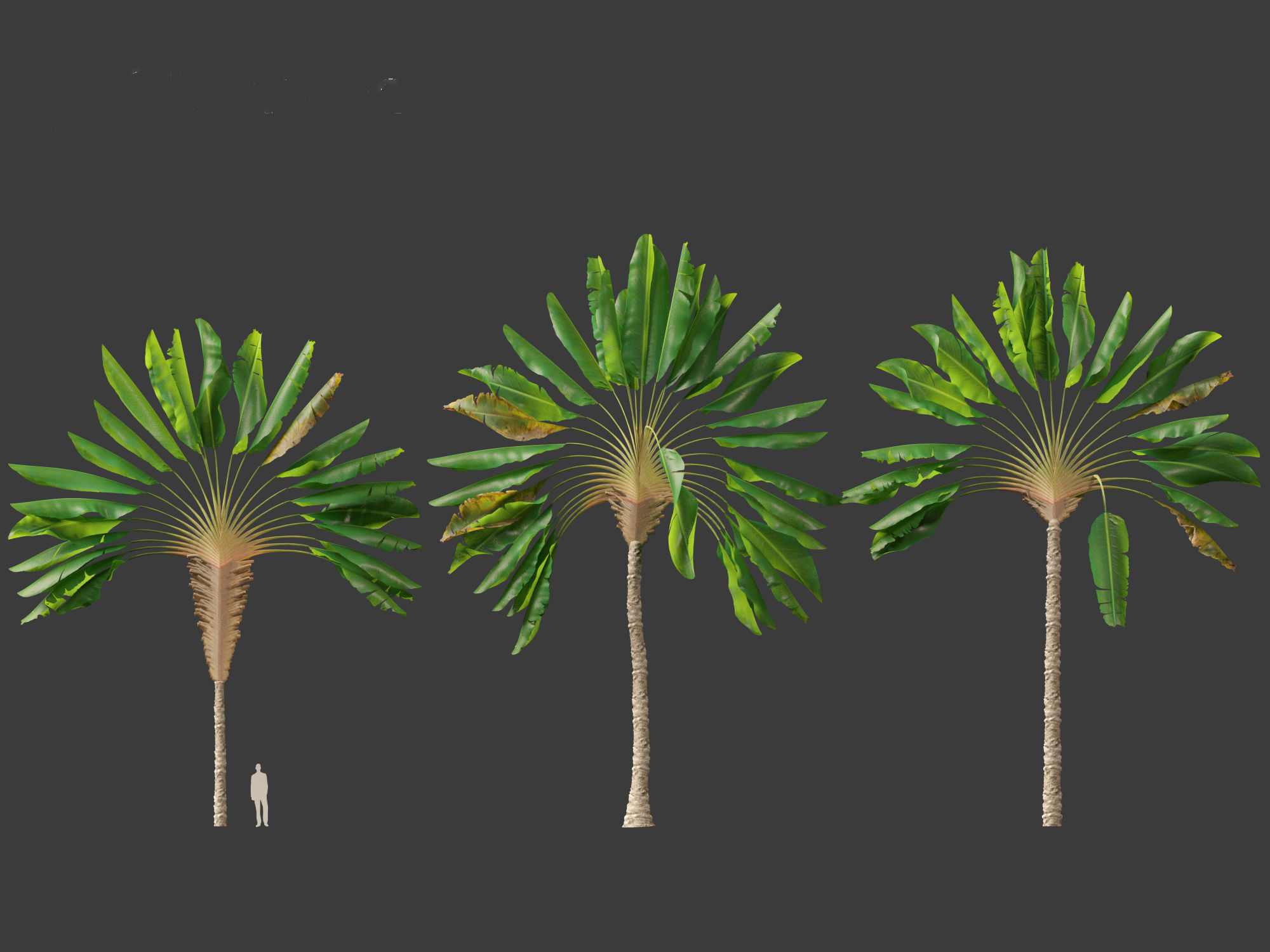 Ravenala madagascariensis - Travellers Palm 01 3D model_10