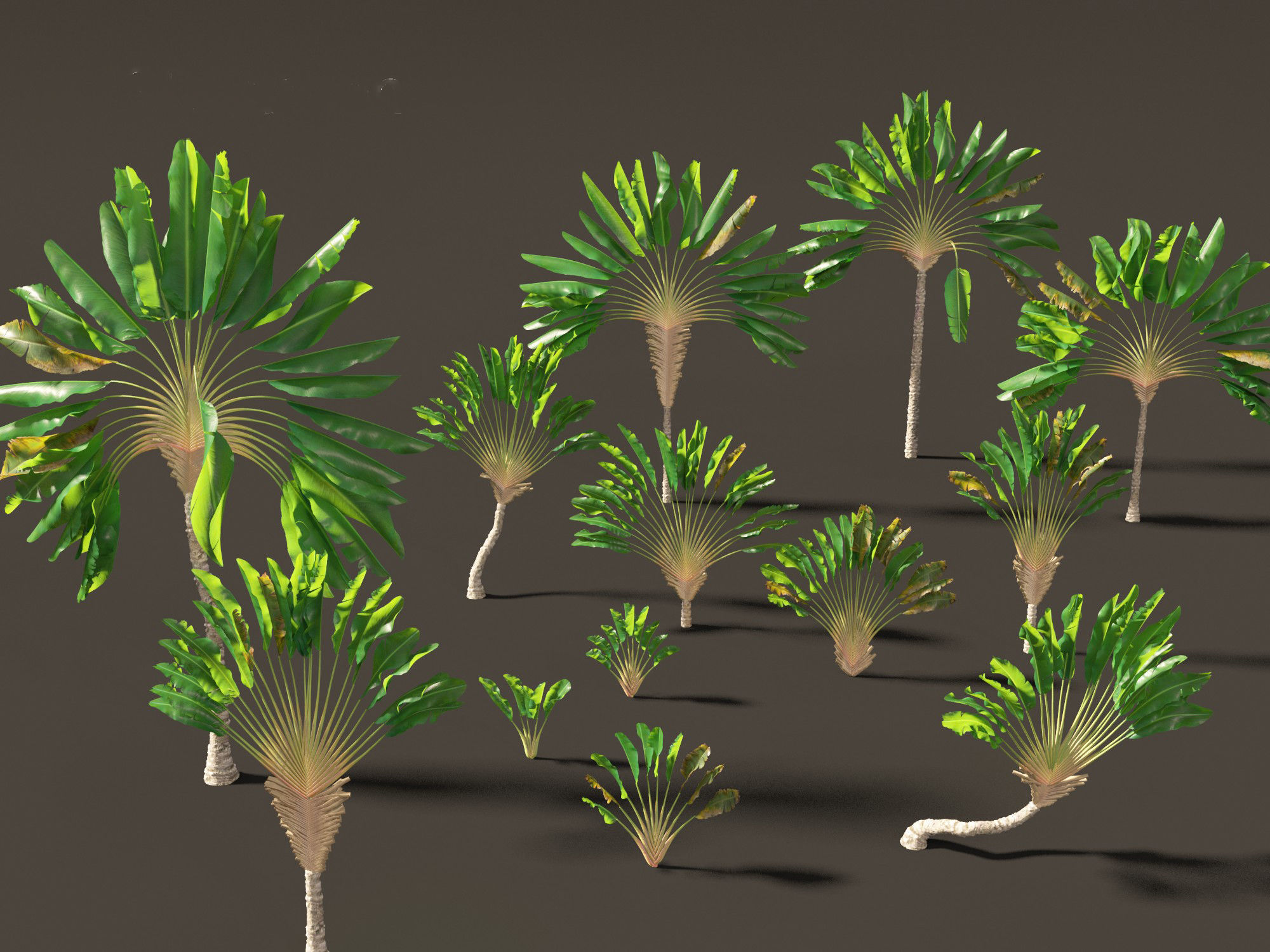 Ravenala madagascariensis - Travellers Palm 01 3D model_9
