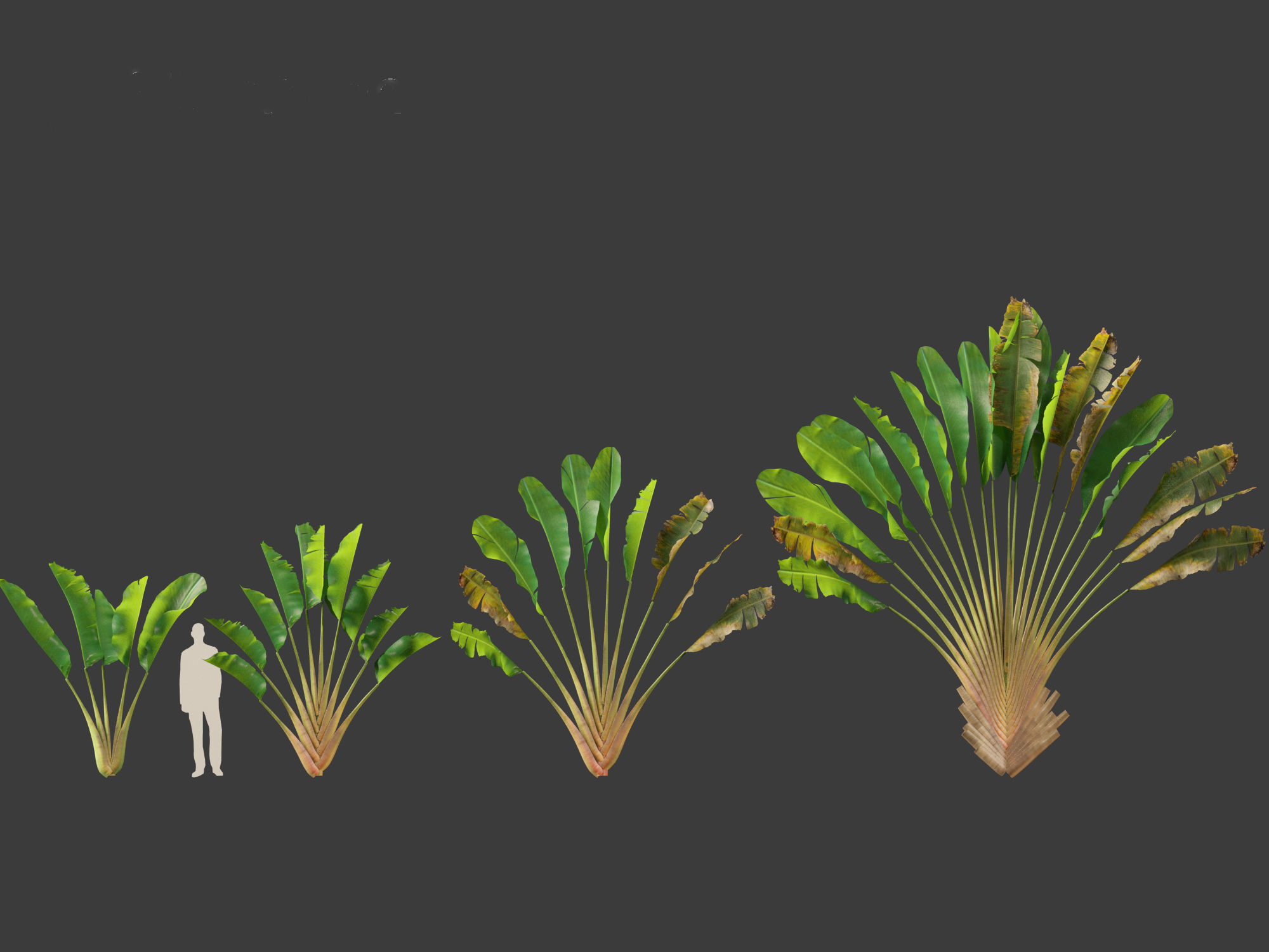 Ravenala madagascariensis - Travellers Palm 01 3D model_12