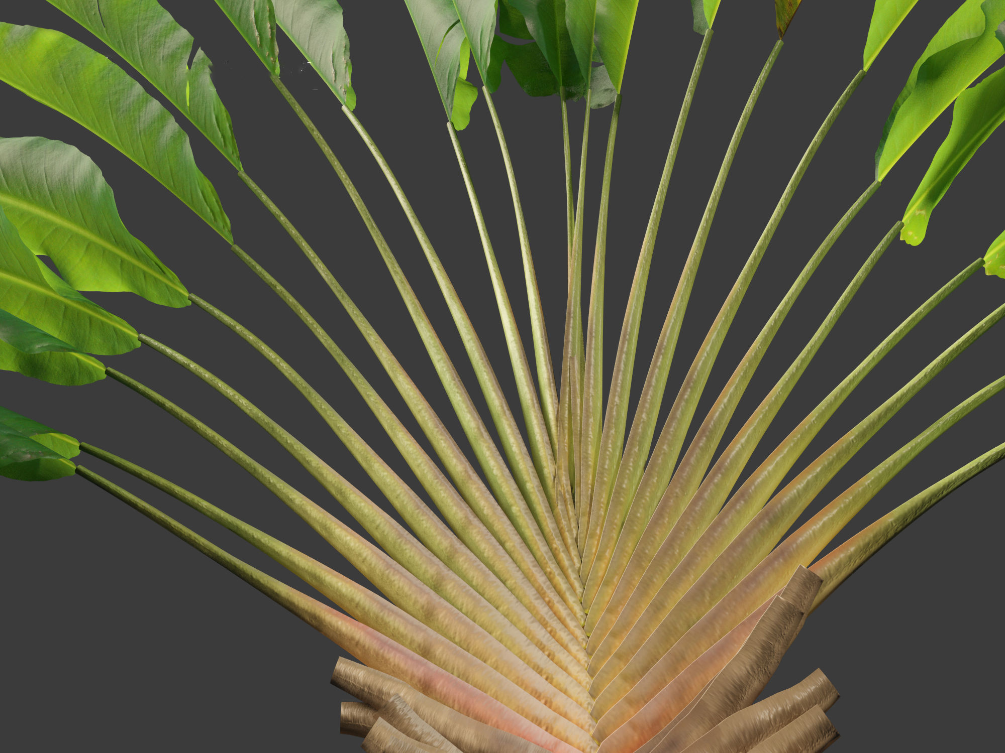 Ravenala madagascariensis - Travellers Palm 01 3D model_11
