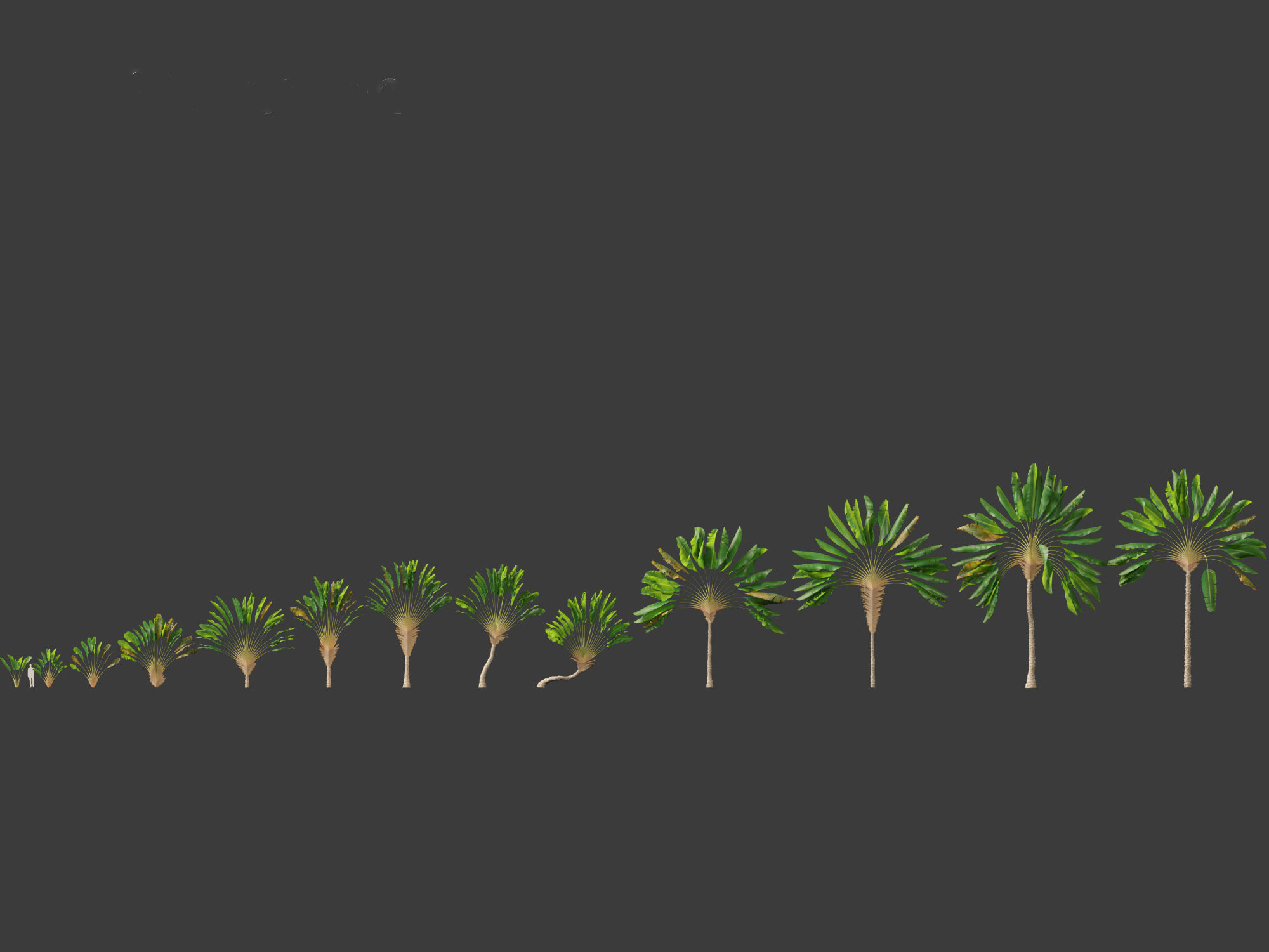 Ravenala madagascariensis - Travellers Palm 01 3D model_2