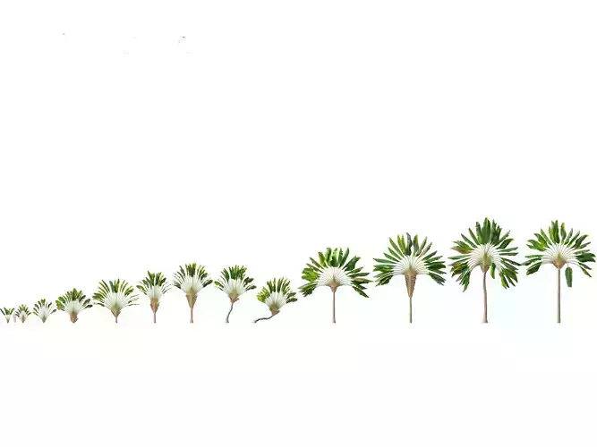 Ravenala madagascariensis - Travellers Palm 01