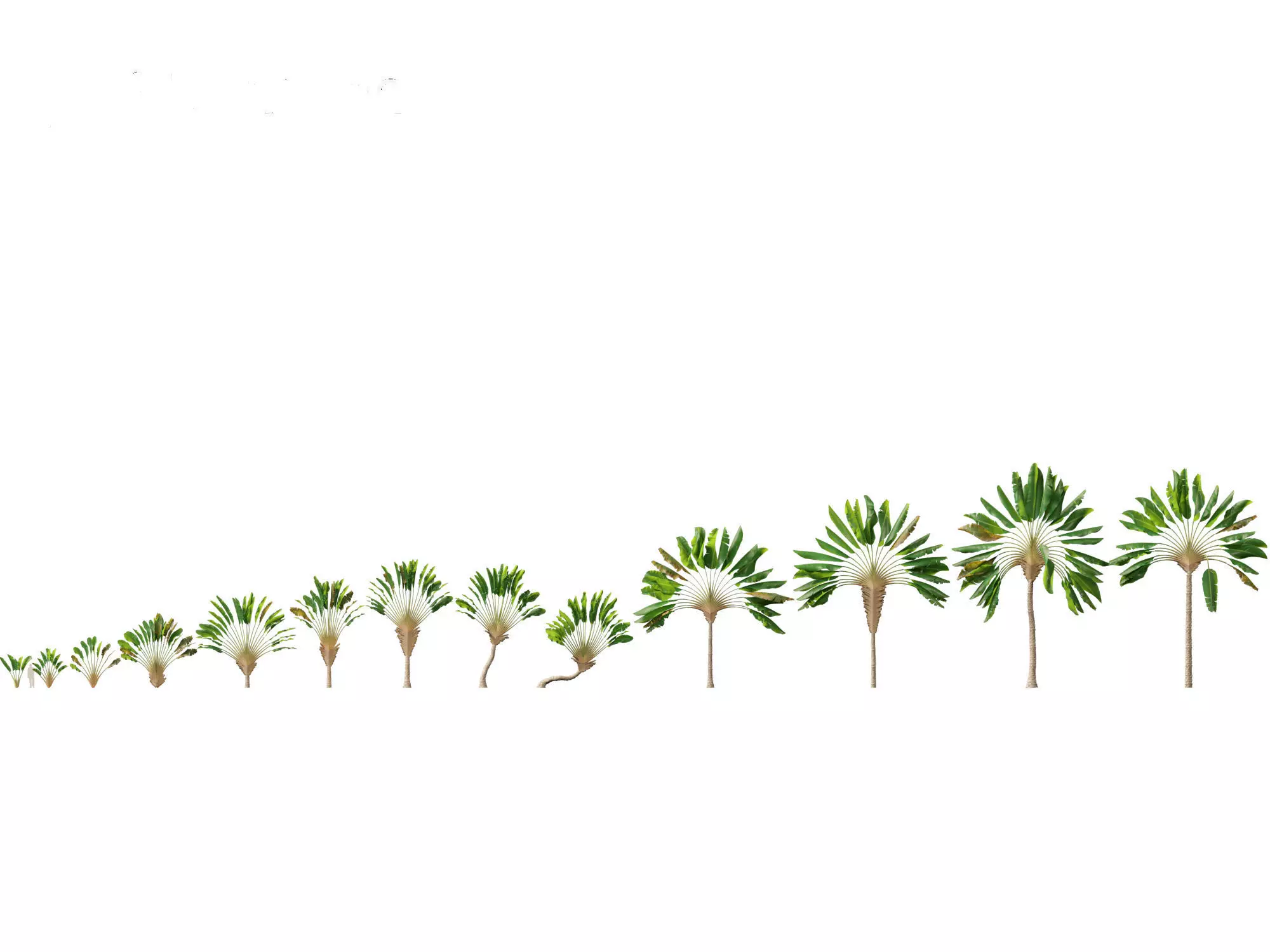 Ravenala madagascariensis - Travellers Palm 01 3D model_0