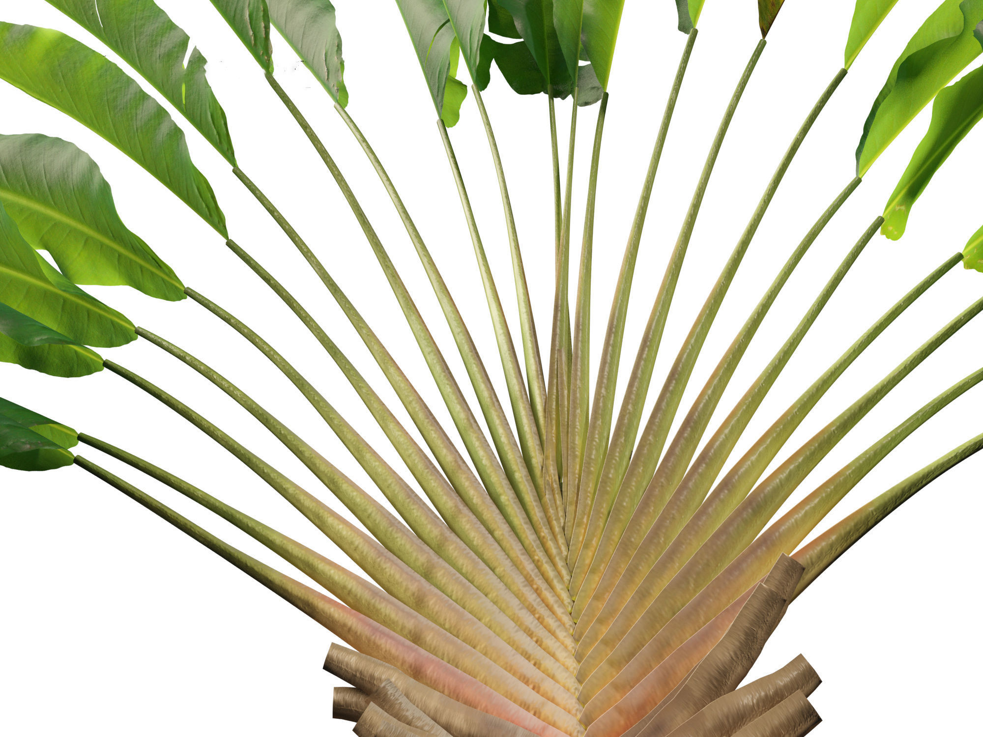 Ravenala madagascariensis - Travellers Palm 01 3D model_8
