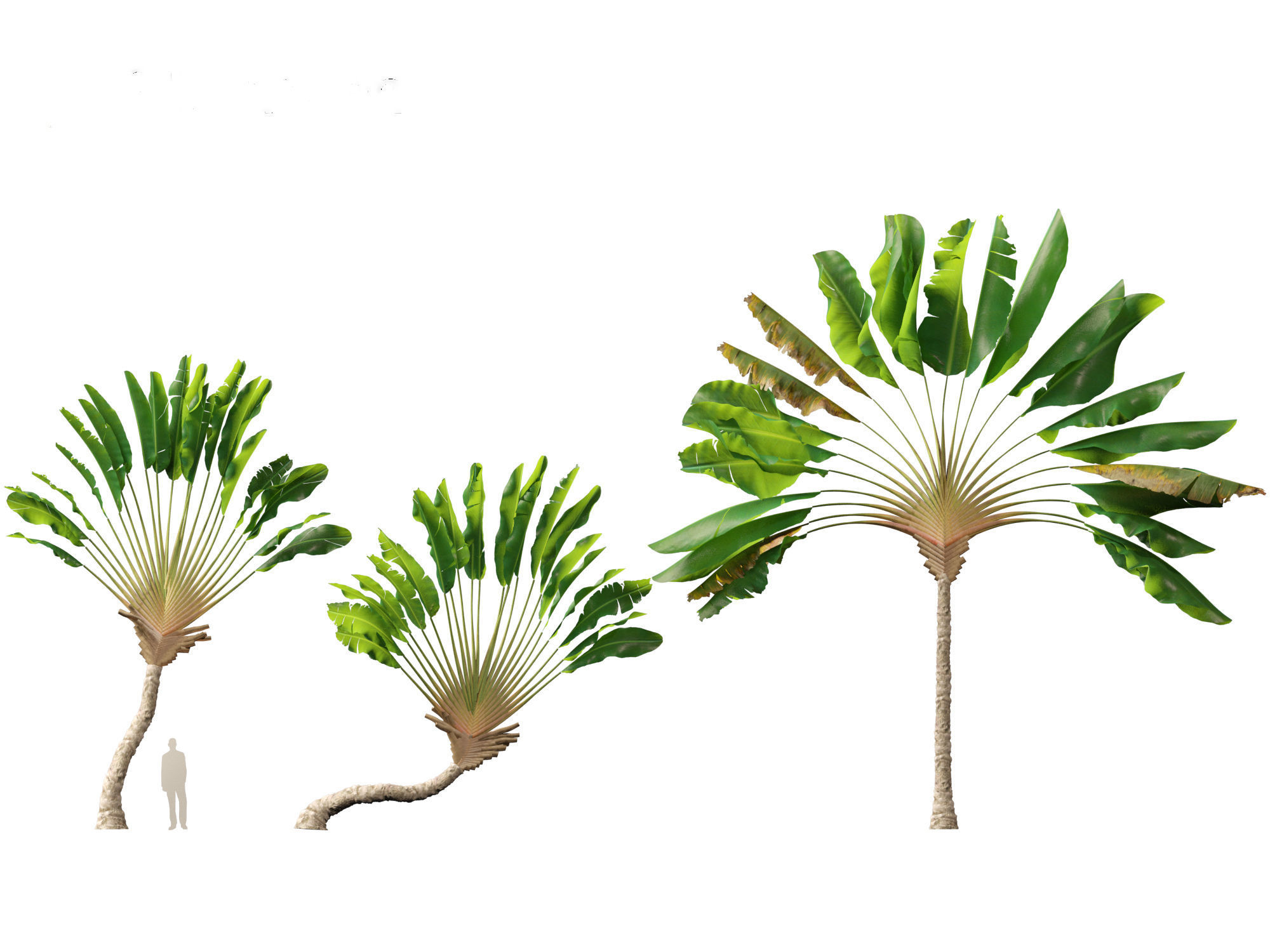 Ravenala madagascariensis - Travellers Palm 01 3D model_6