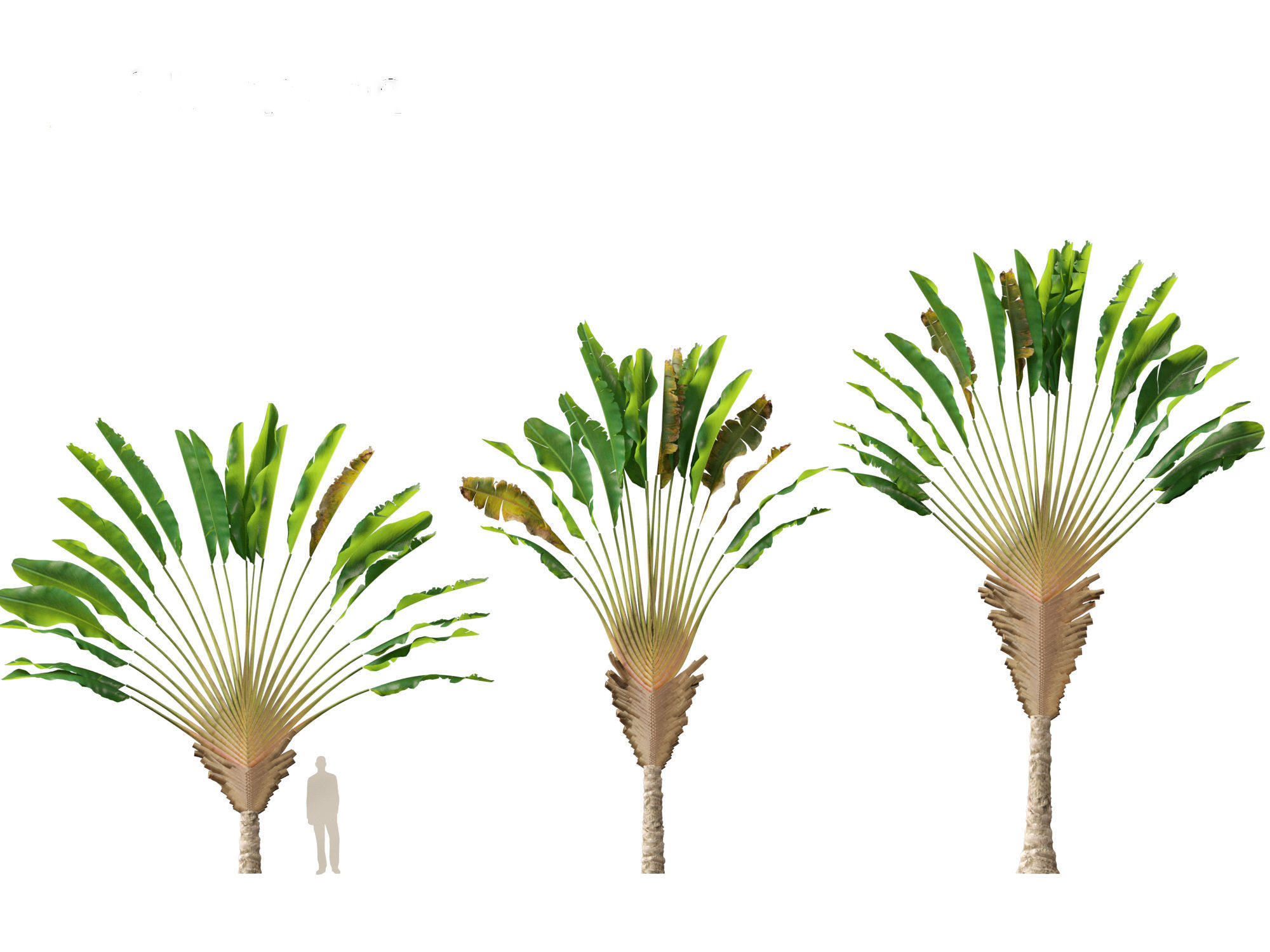 Ravenala madagascariensis - Travellers Palm 01 3D model_4