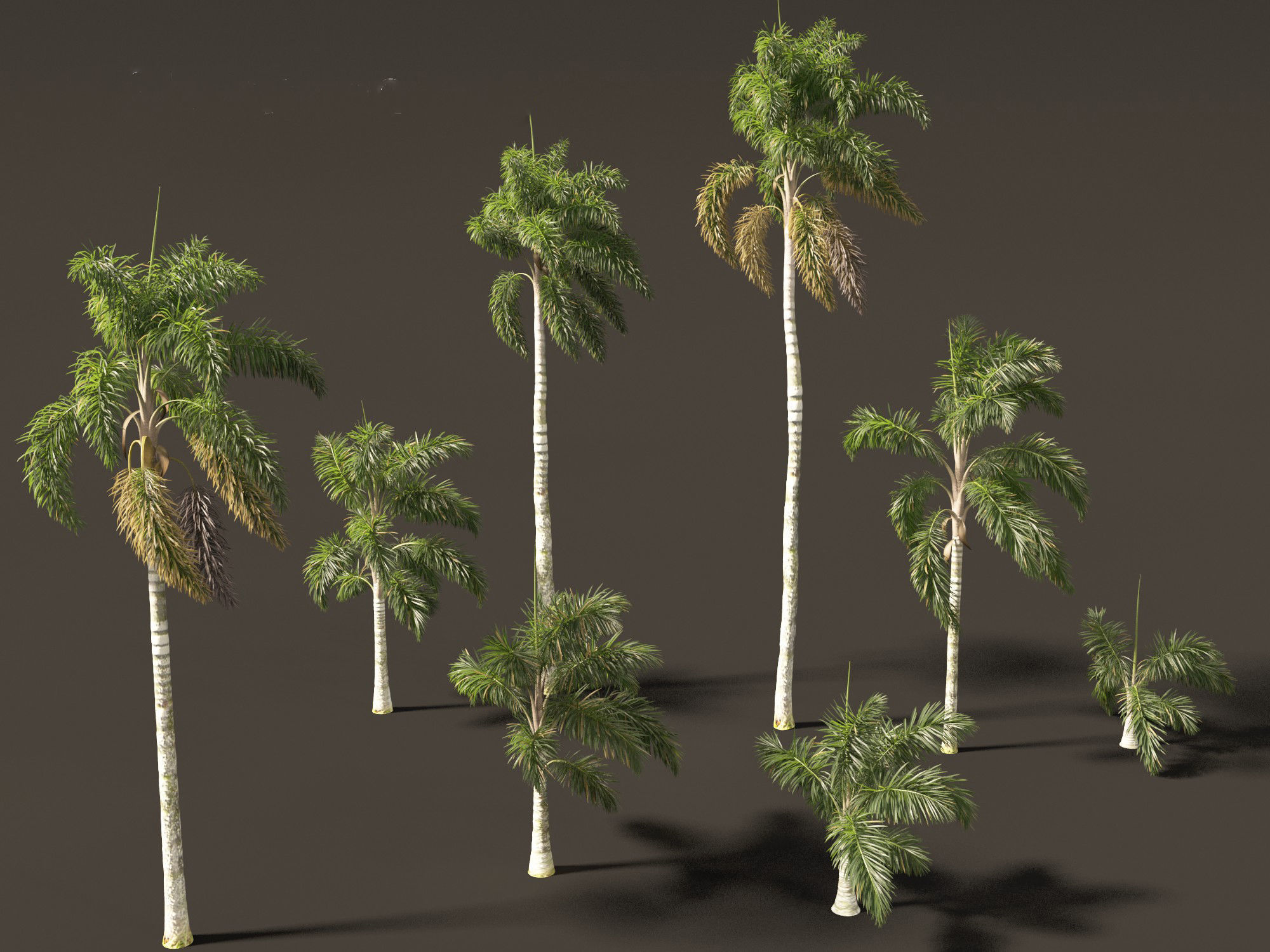 Syagrus sancona - Columbian Foxtail Palm 01 3D model_8