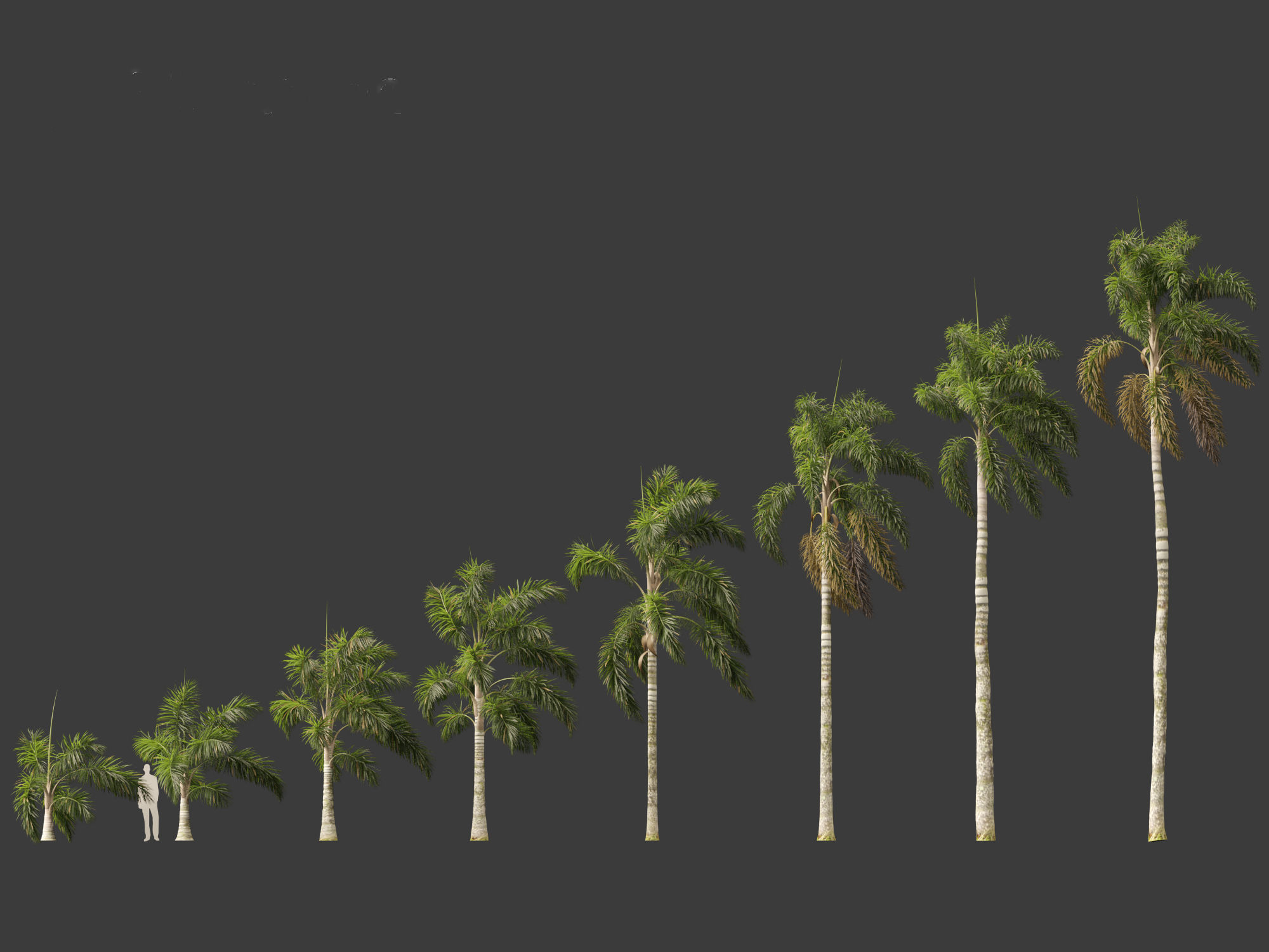 Syagrus sancona - Columbian Foxtail Palm 01 3D model_1